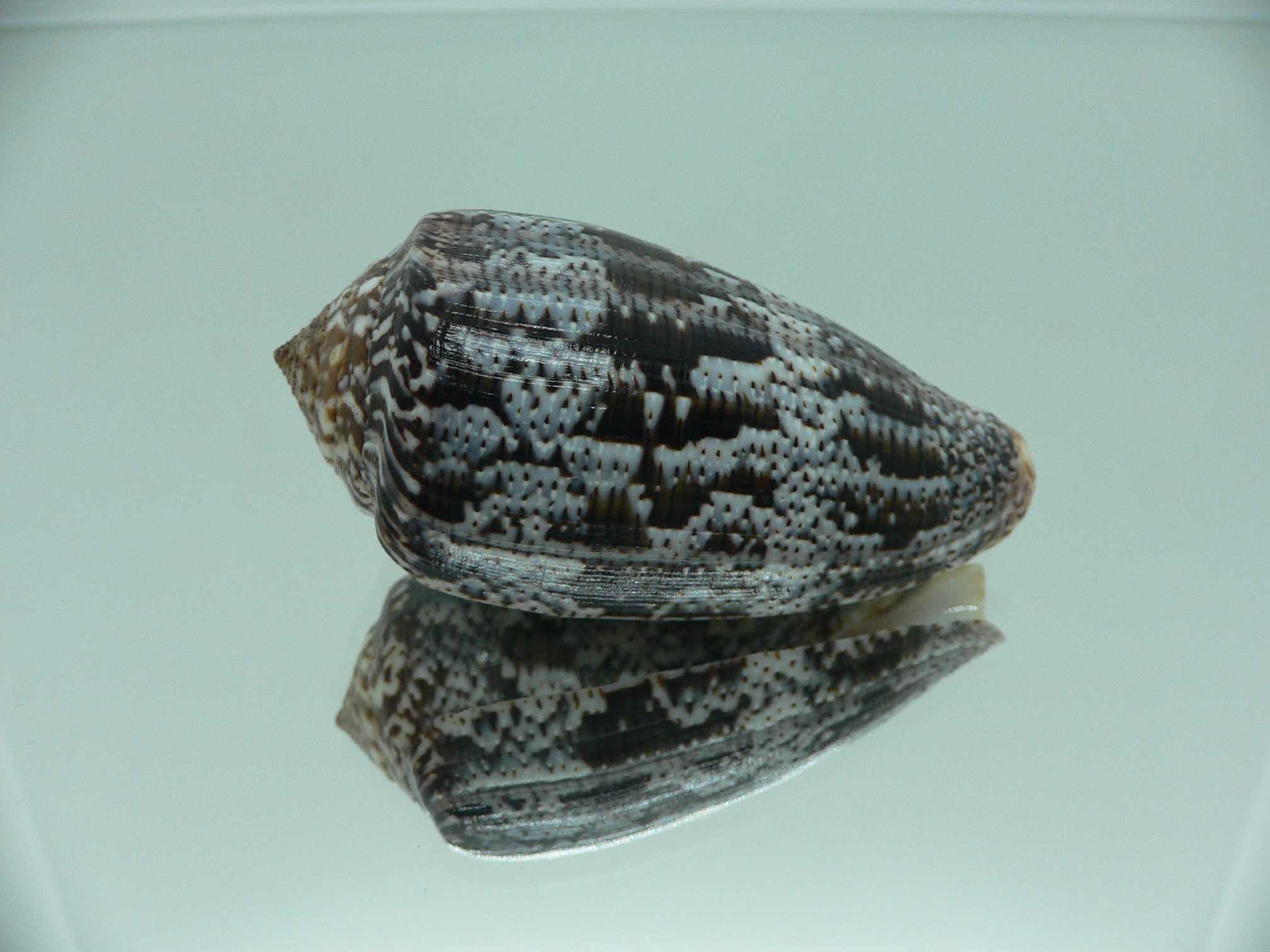 Conus achatinus SUPER COLOR