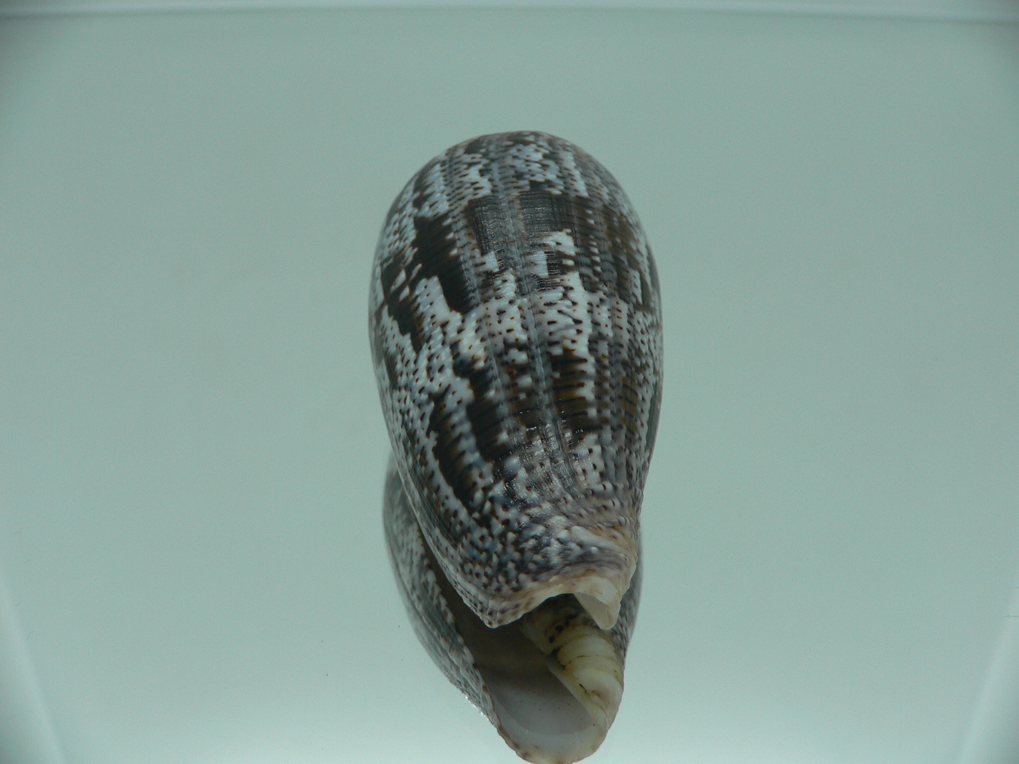 Conus achatinus SUPER COLOR