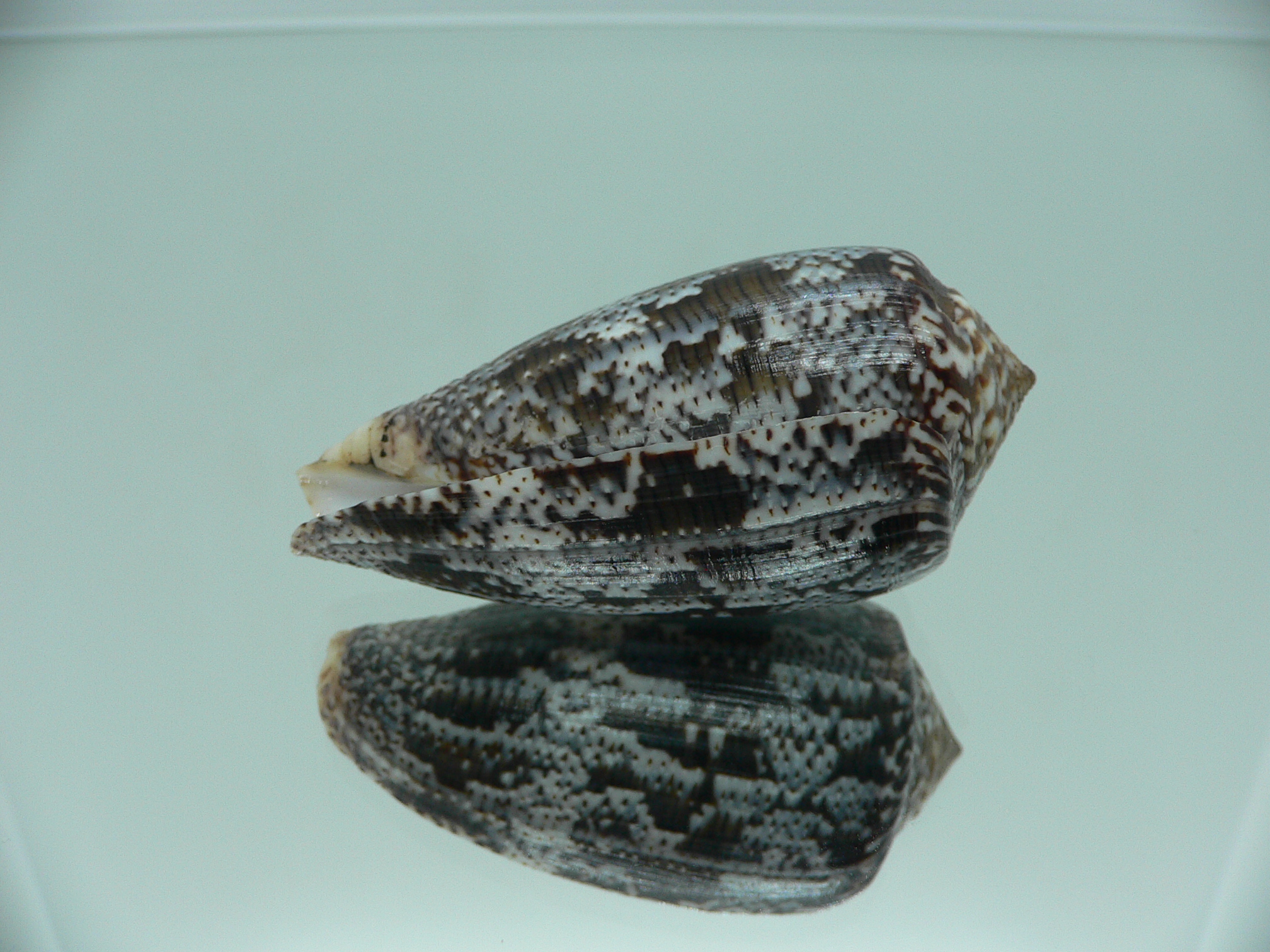 Conus achatinus SUPER COLOR