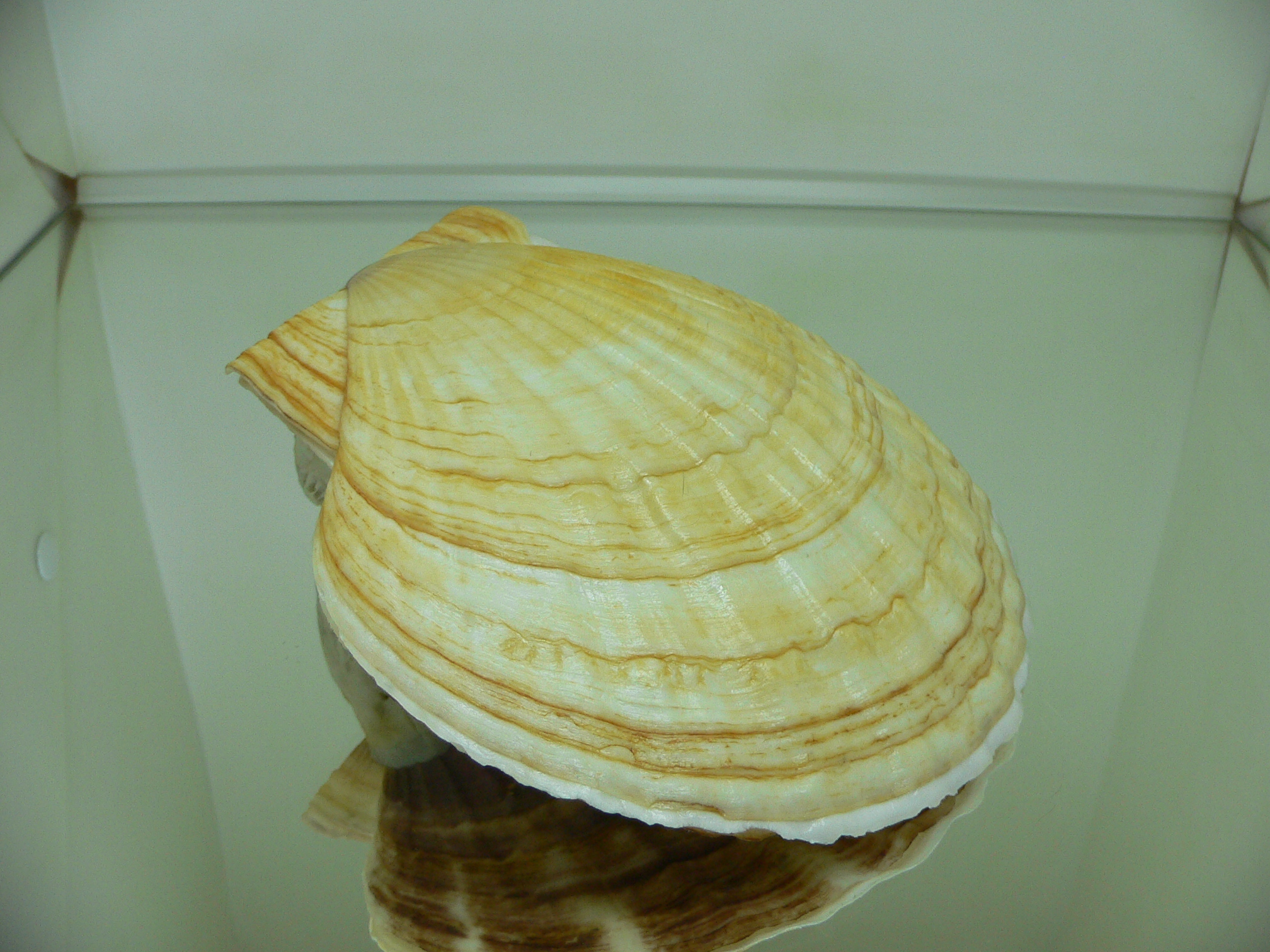 Patinopecten yessoensis KRABBE 10