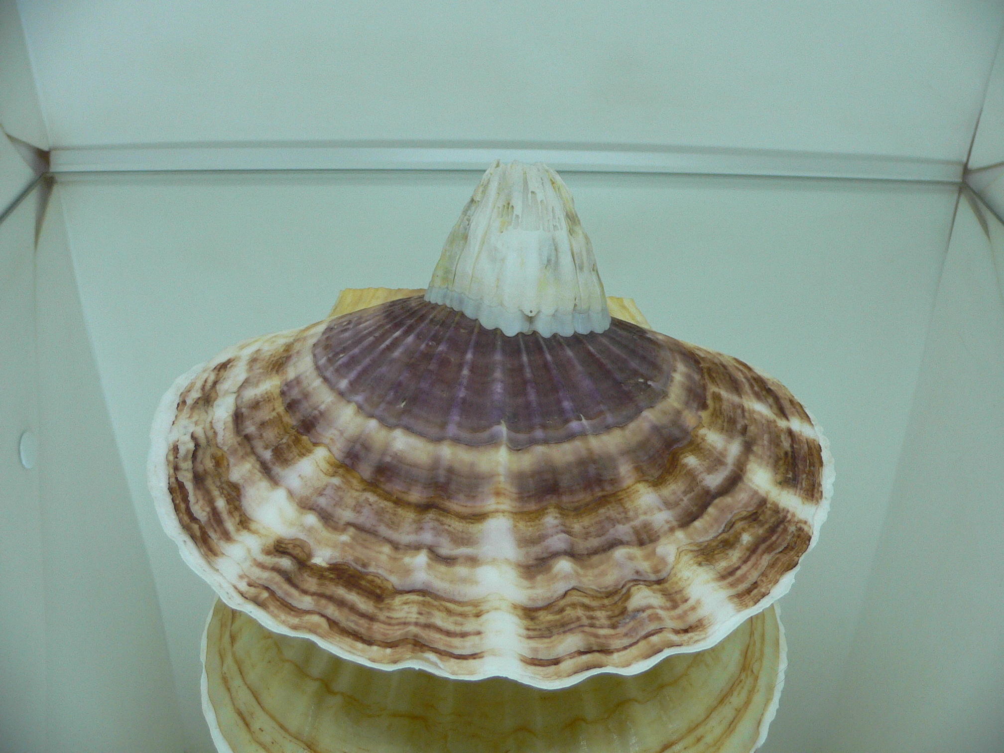 Patinopecten yessoensis KRABBE 10