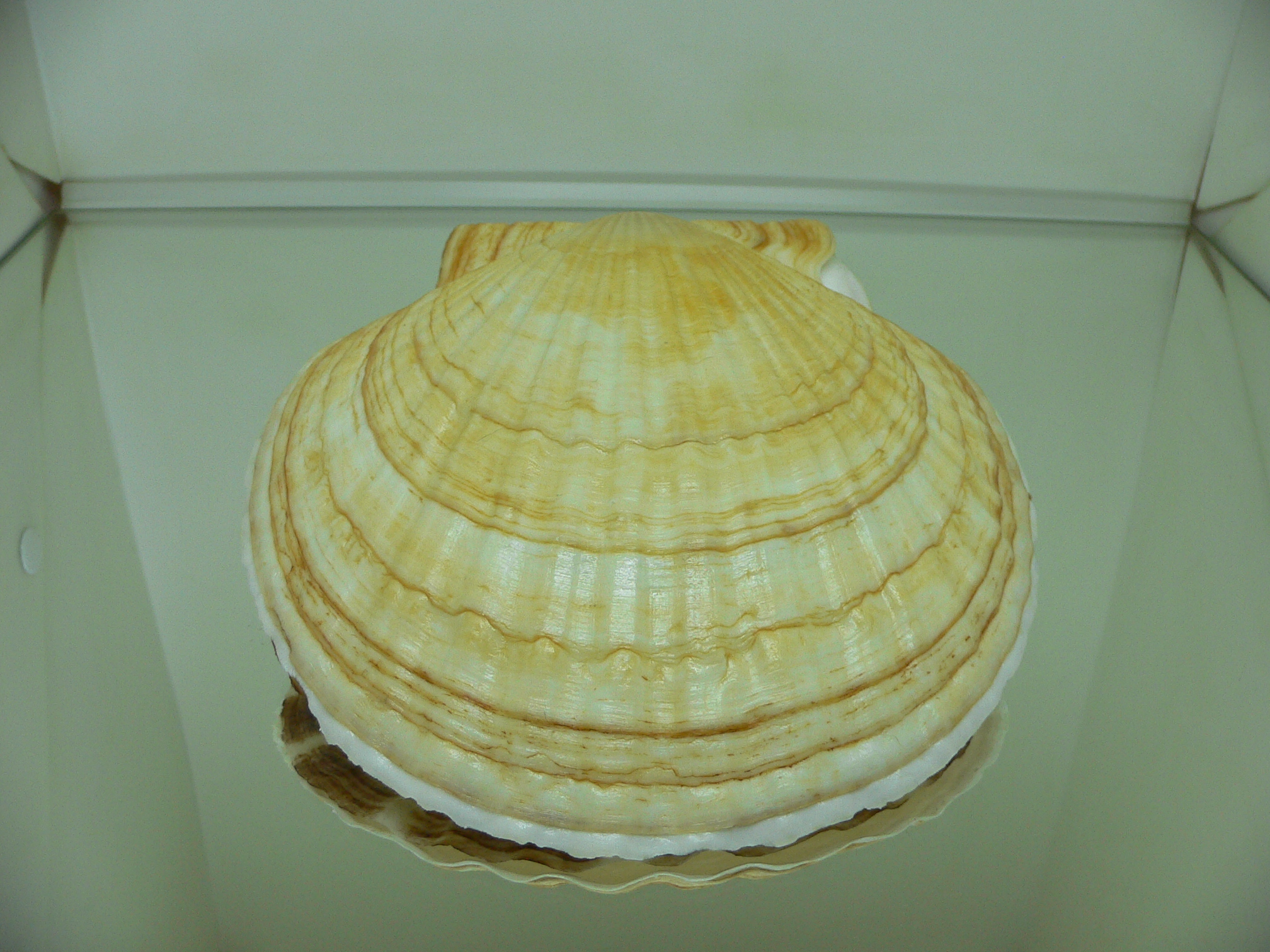 Patinopecten yessoensis KRABBE 10