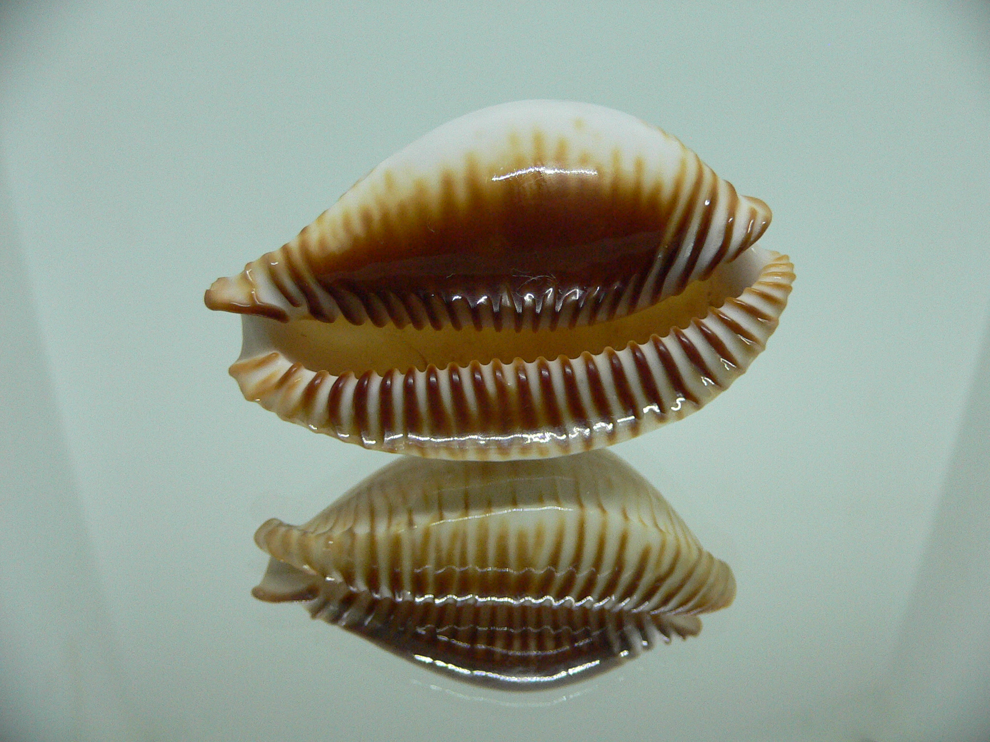Cypraea guttata azumai BEAUTIFUL
