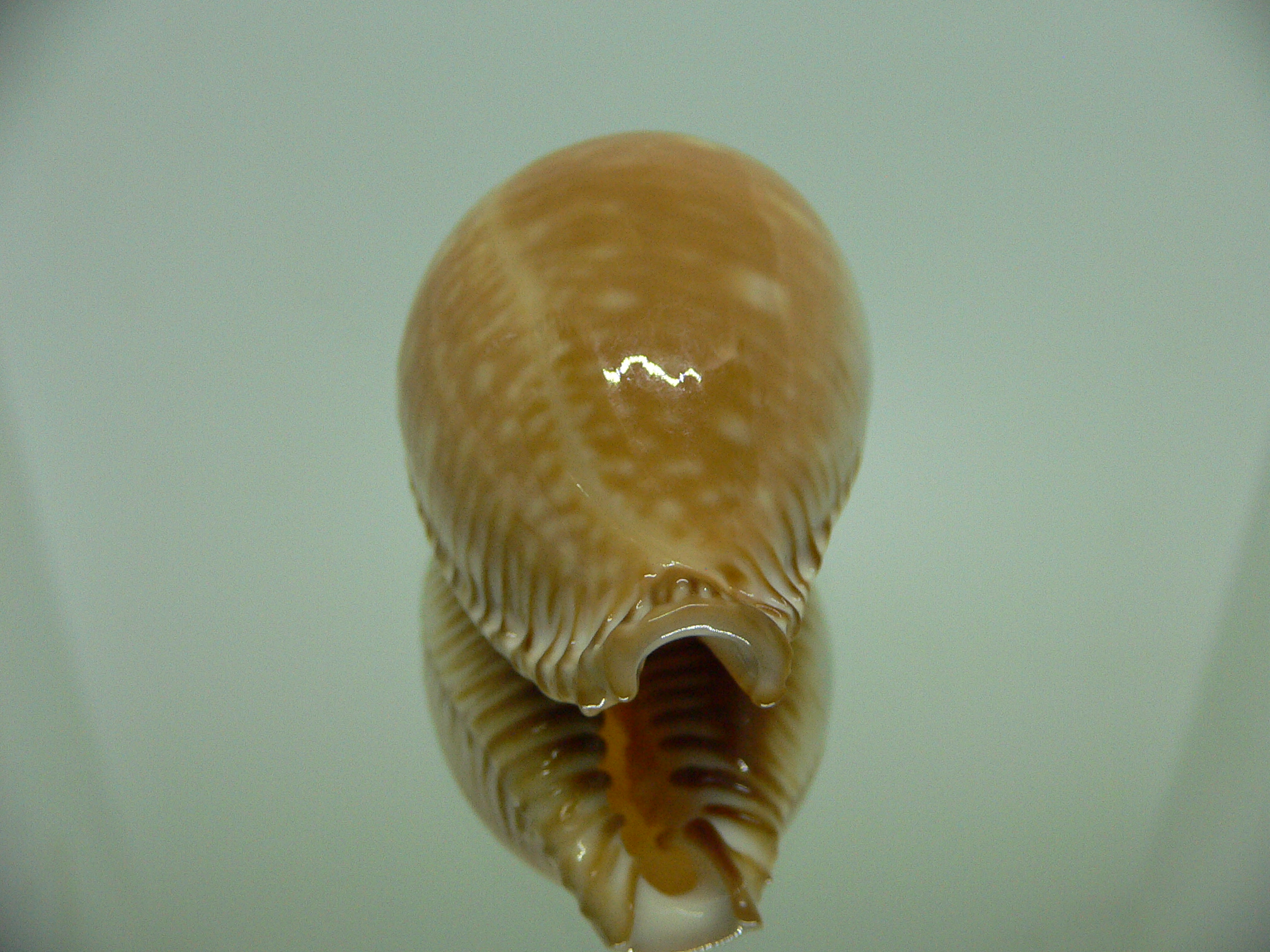 Cypraea guttata azumai BEAUTIFUL