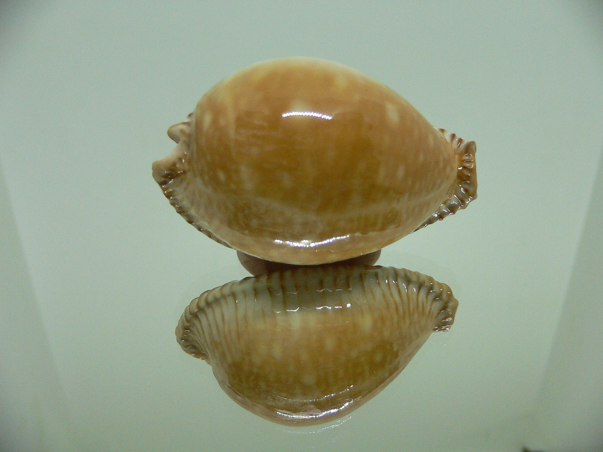 Cypraea guttata azumai BEAUTIFUL