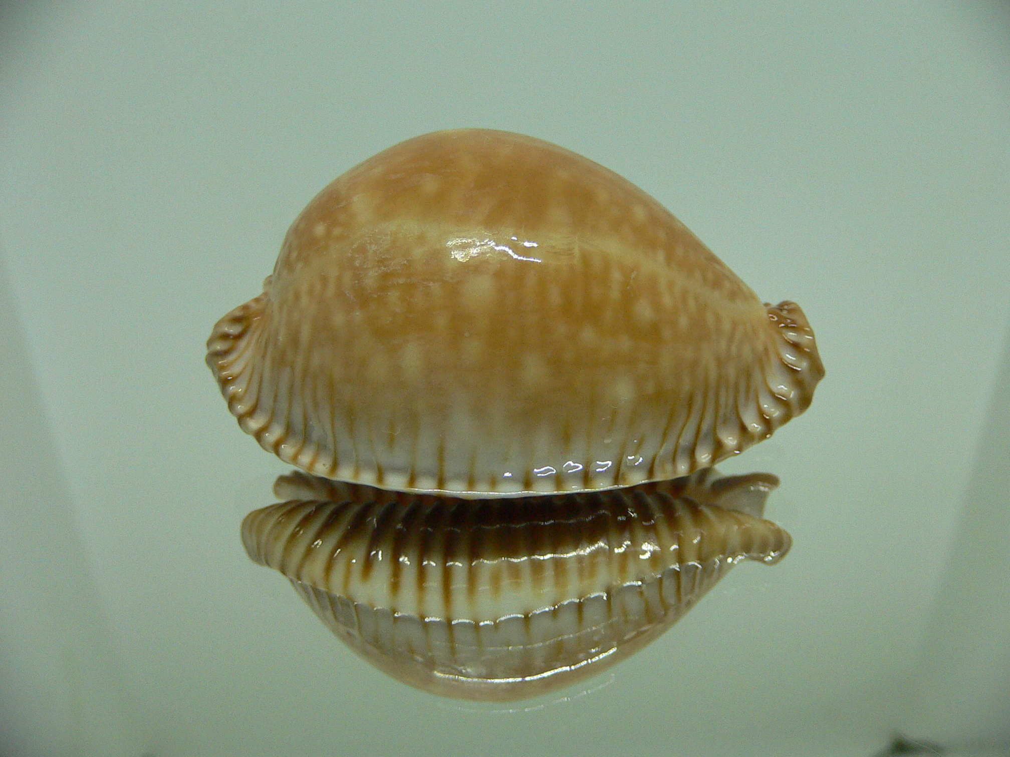 Cypraea guttata azumai BEAUTIFUL