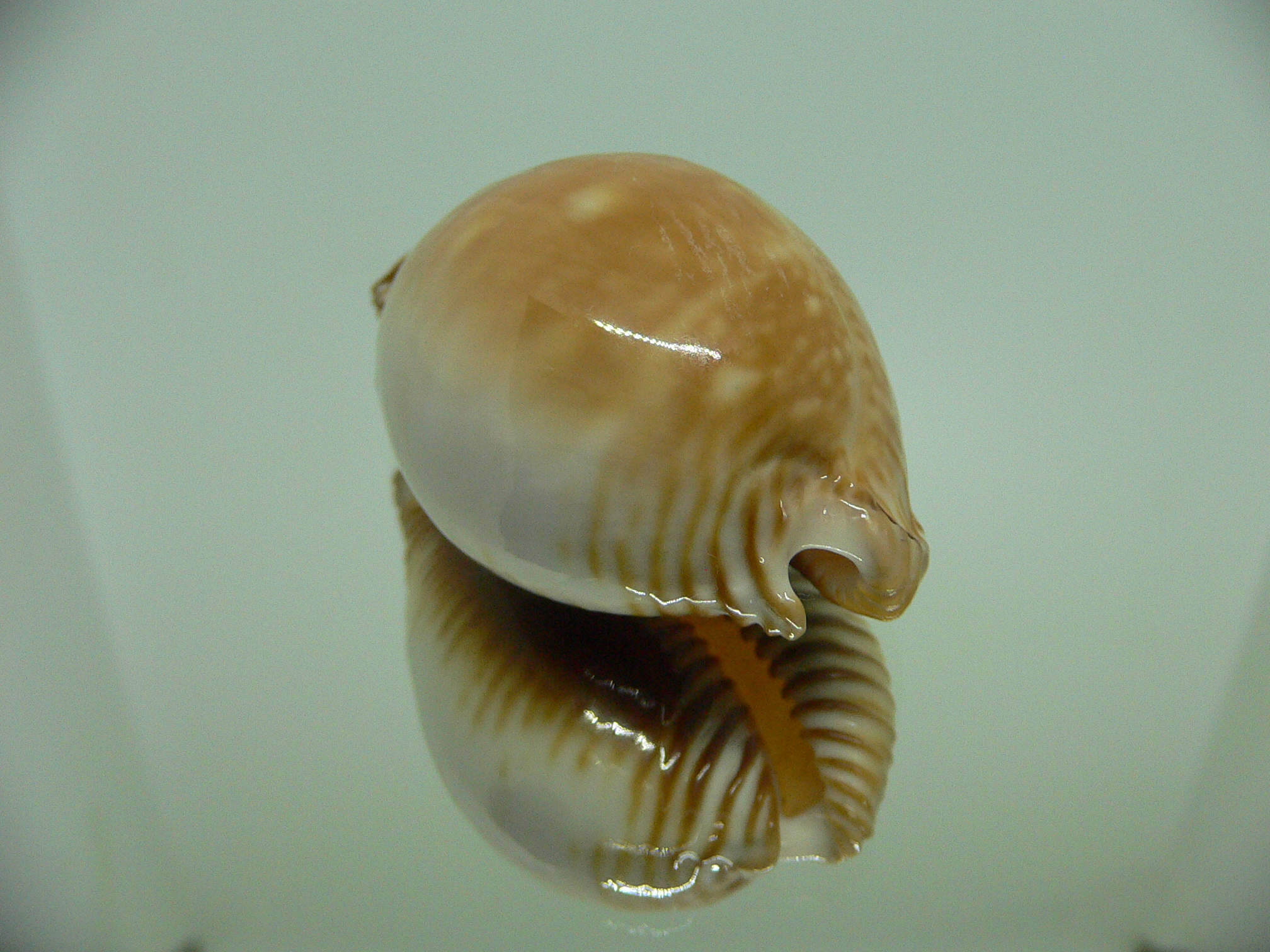 Cypraea guttata azumai BEAUTIFUL