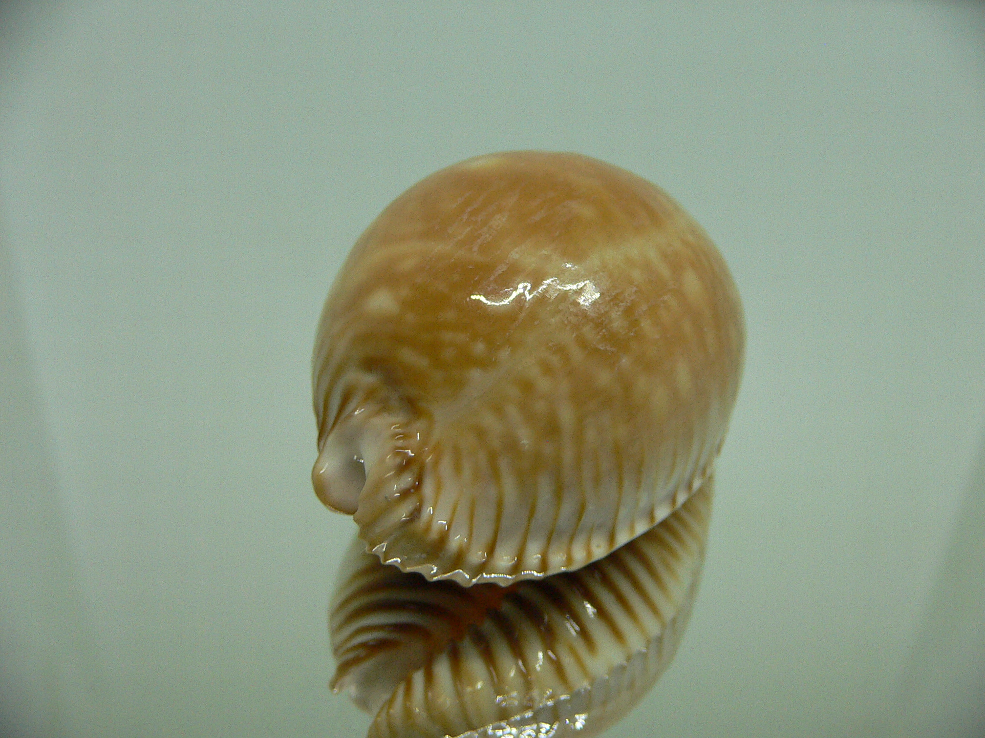 Cypraea guttata azumai BEAUTIFUL
