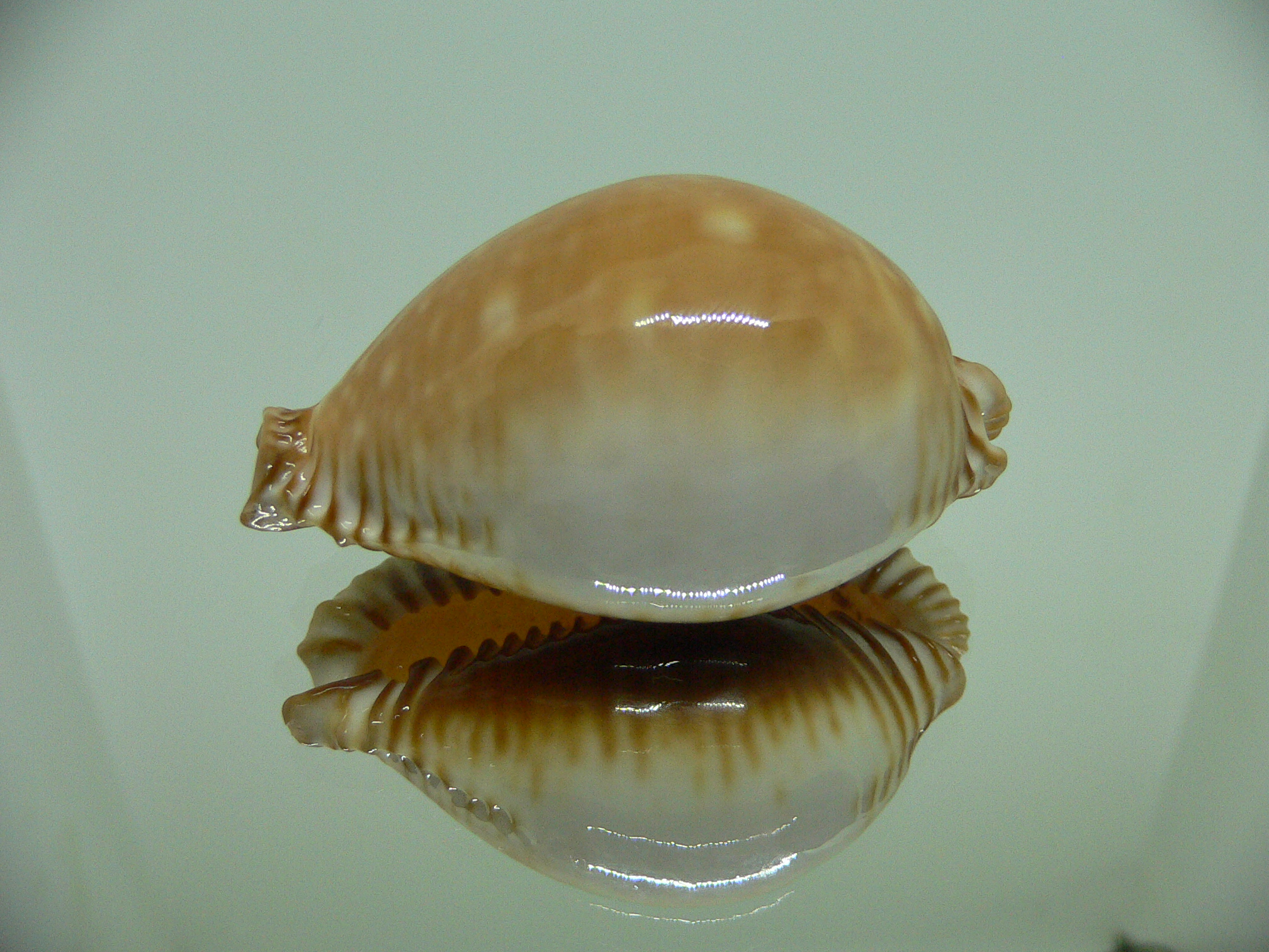 Cypraea guttata azumai BEAUTIFUL