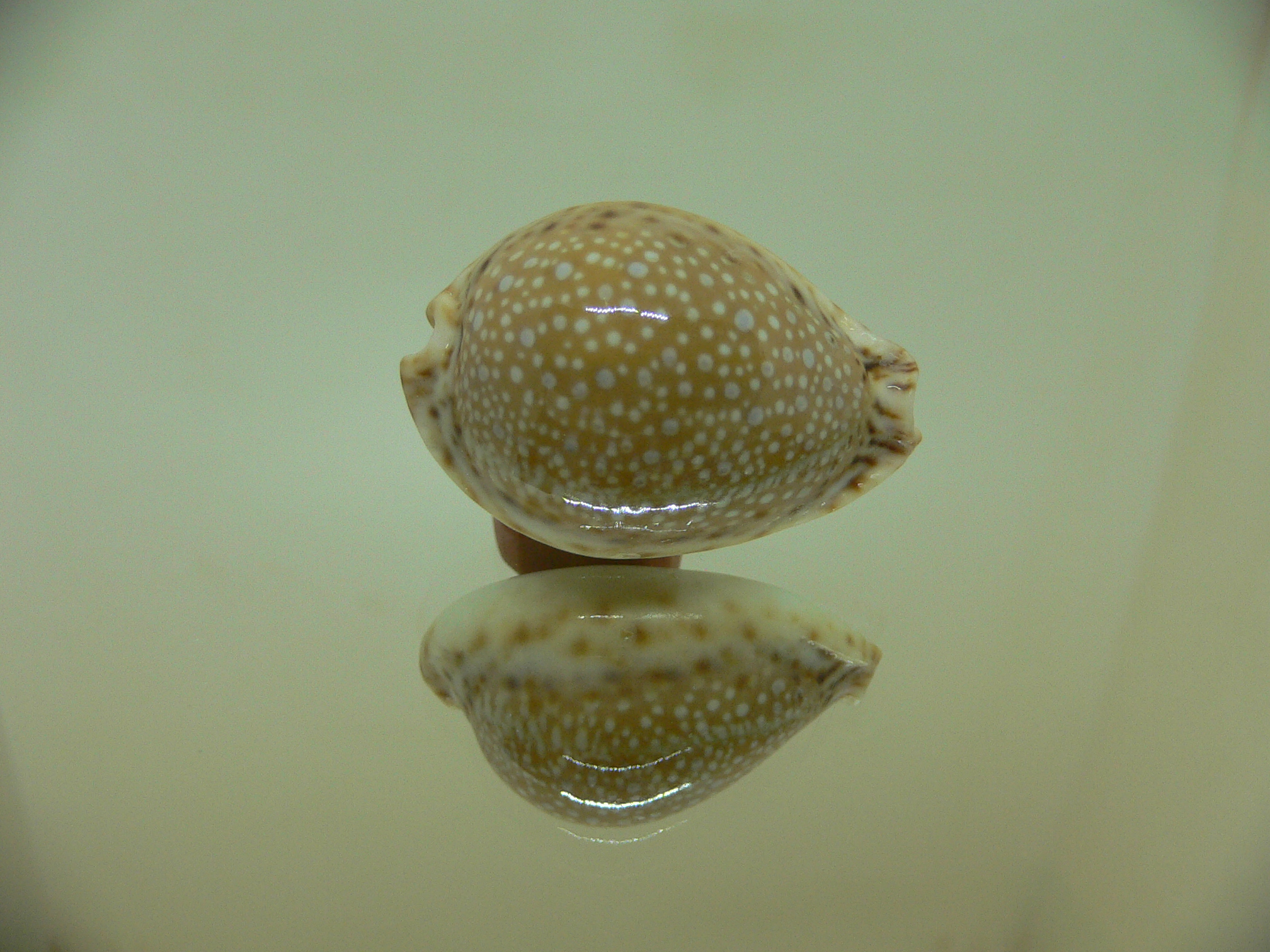 Cypraea lamarckii redimita DARK