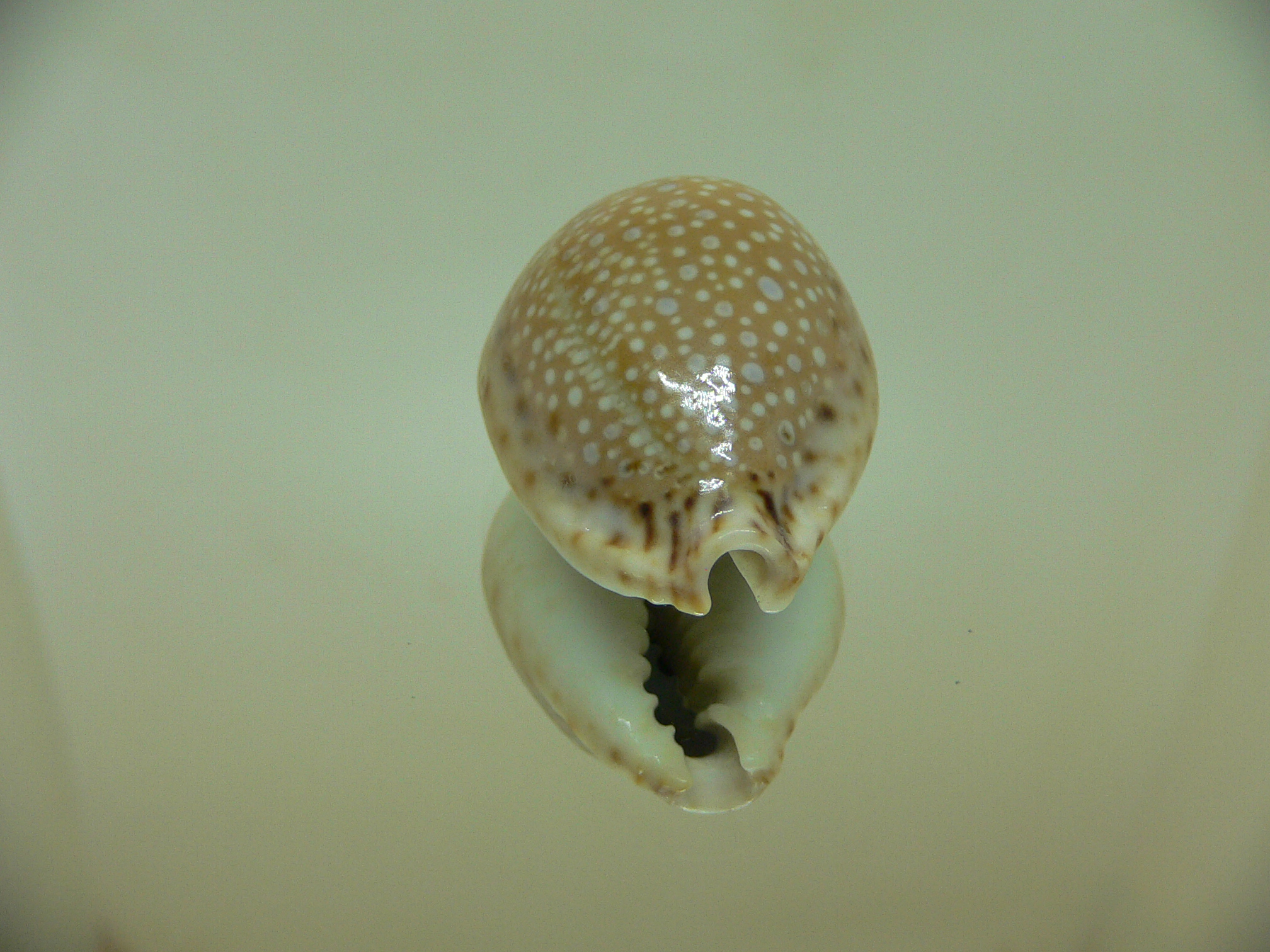 Cypraea lamarckii redimita DARK