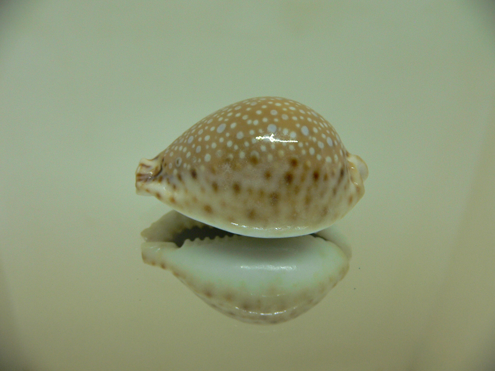 Cypraea lamarckii redimita DARK