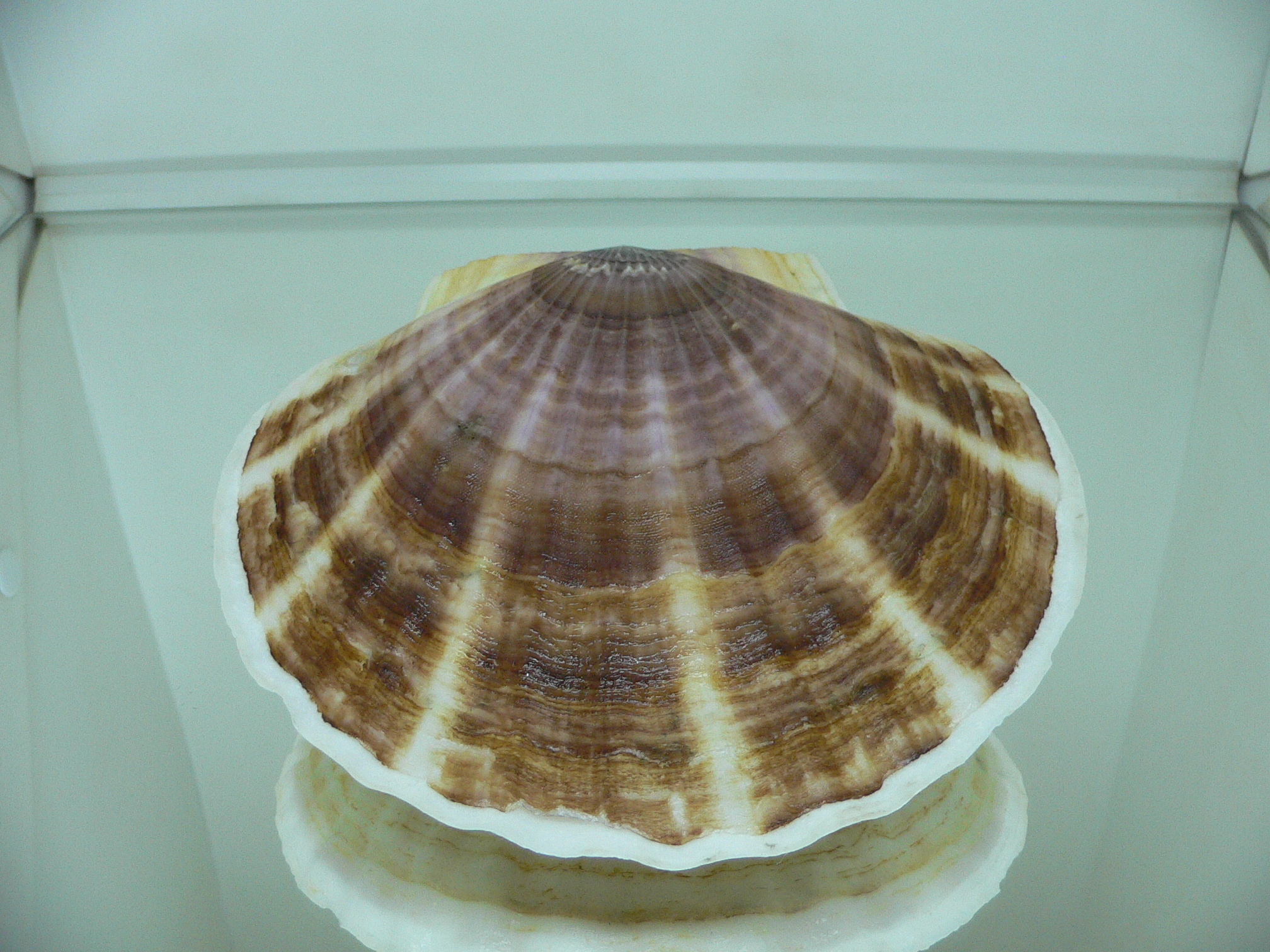 Patinopecten yessoensis KRABBE 4