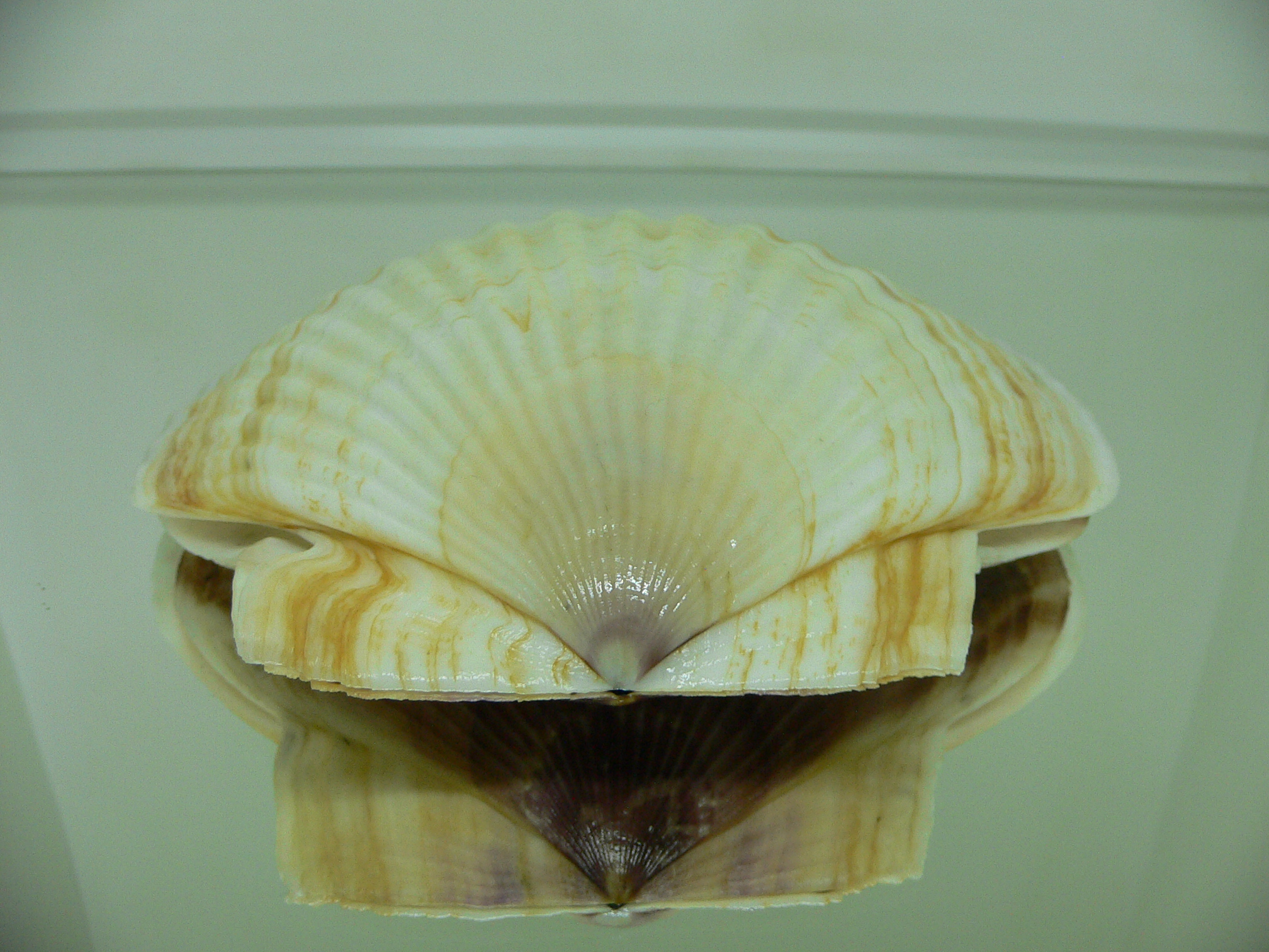 Patinopecten yessoensis KRABBE 4