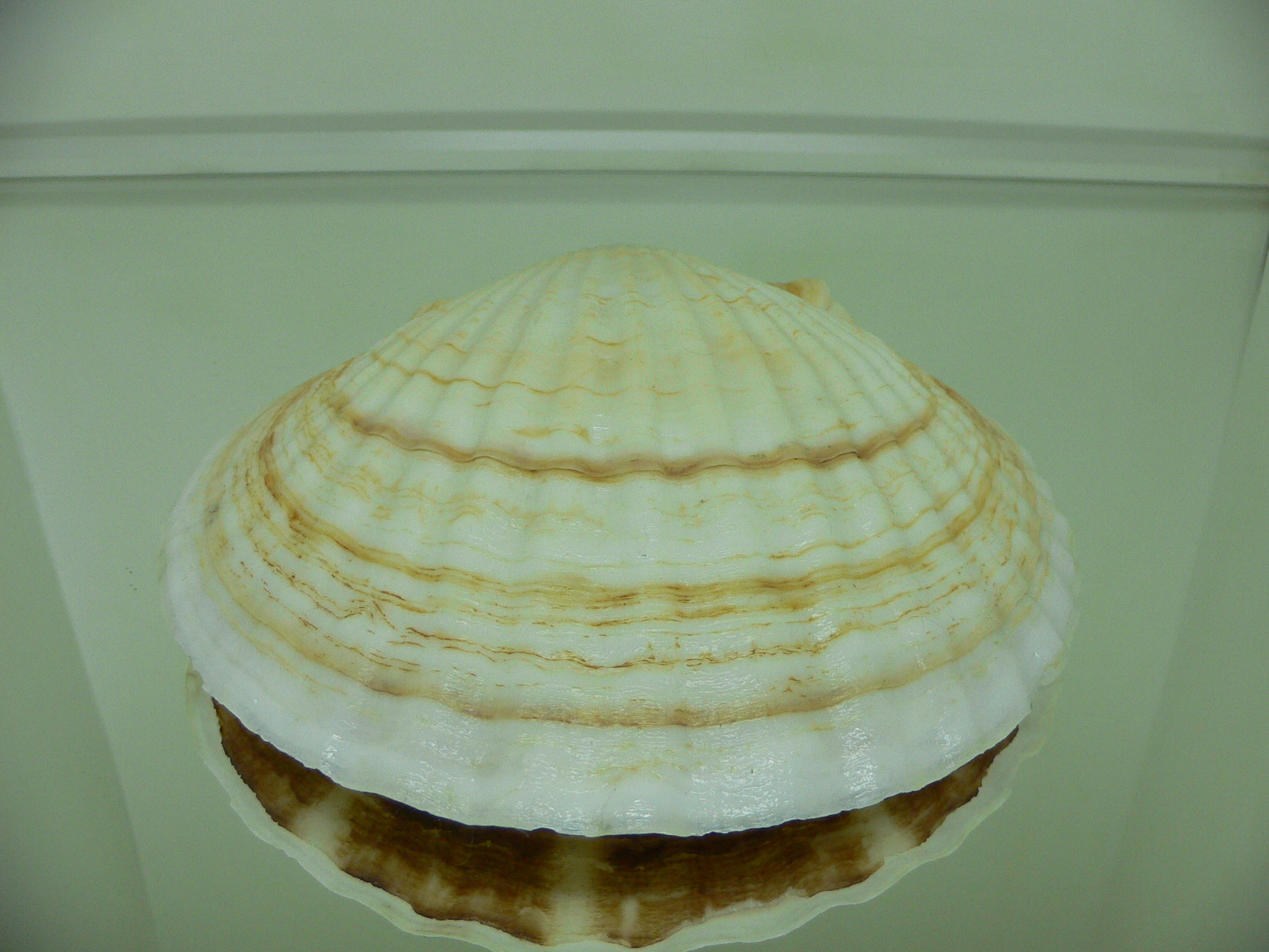 Patinopecten yessoensis KRABBE 4