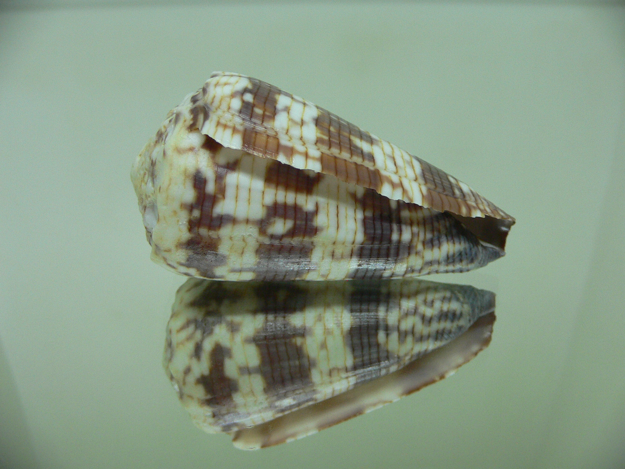 Conus zonatus