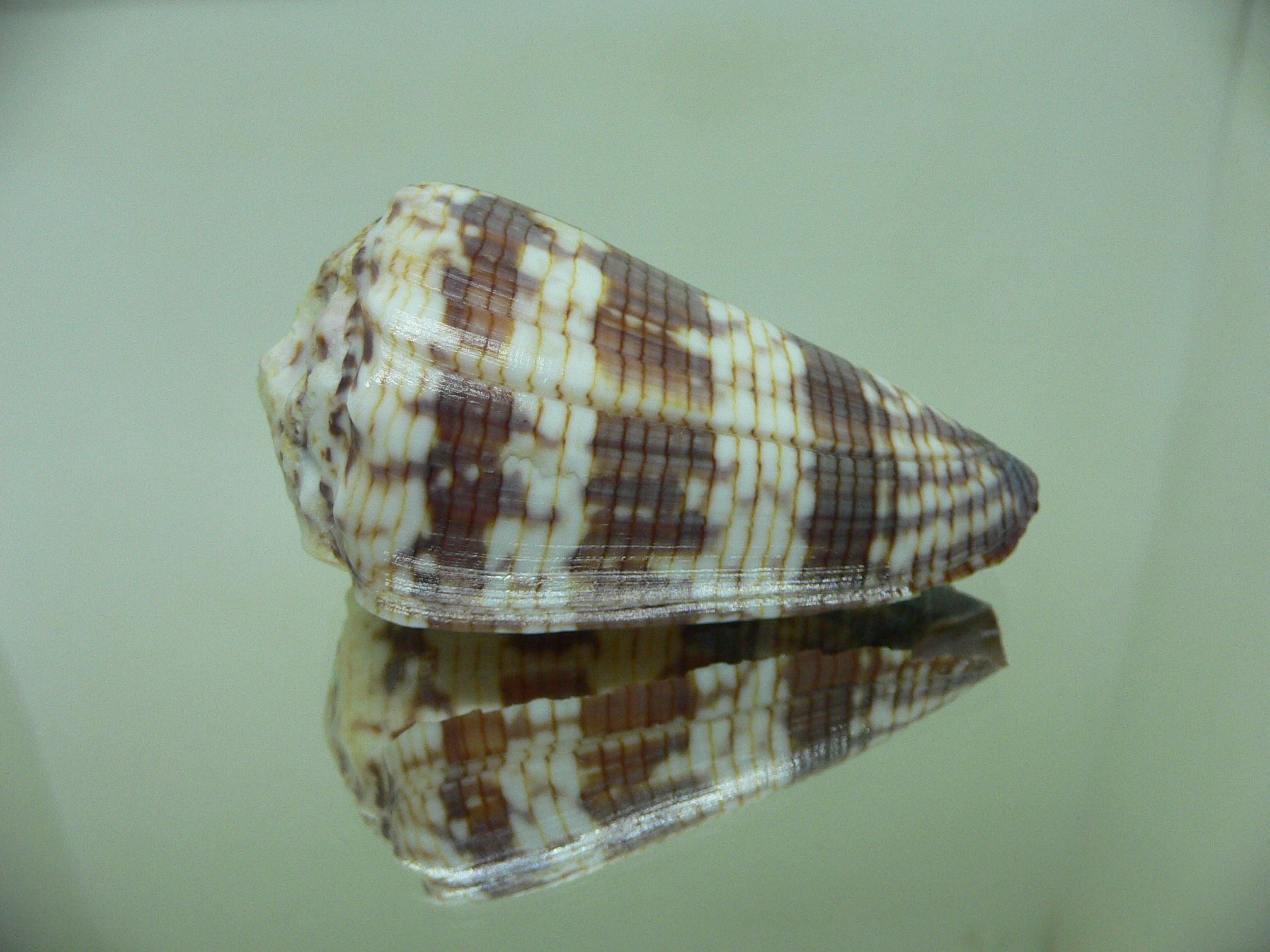 Conus zonatus