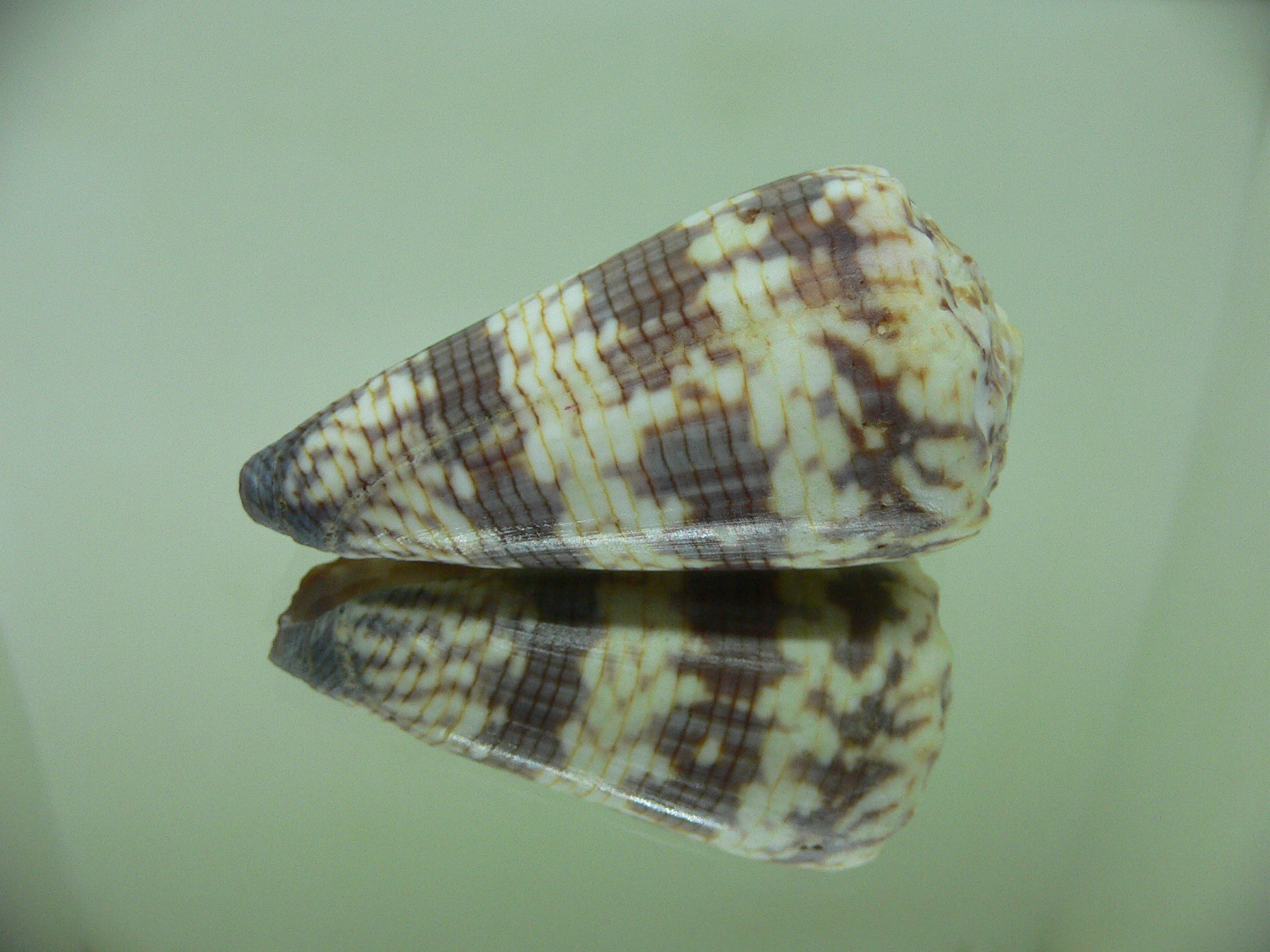 Conus zonatus