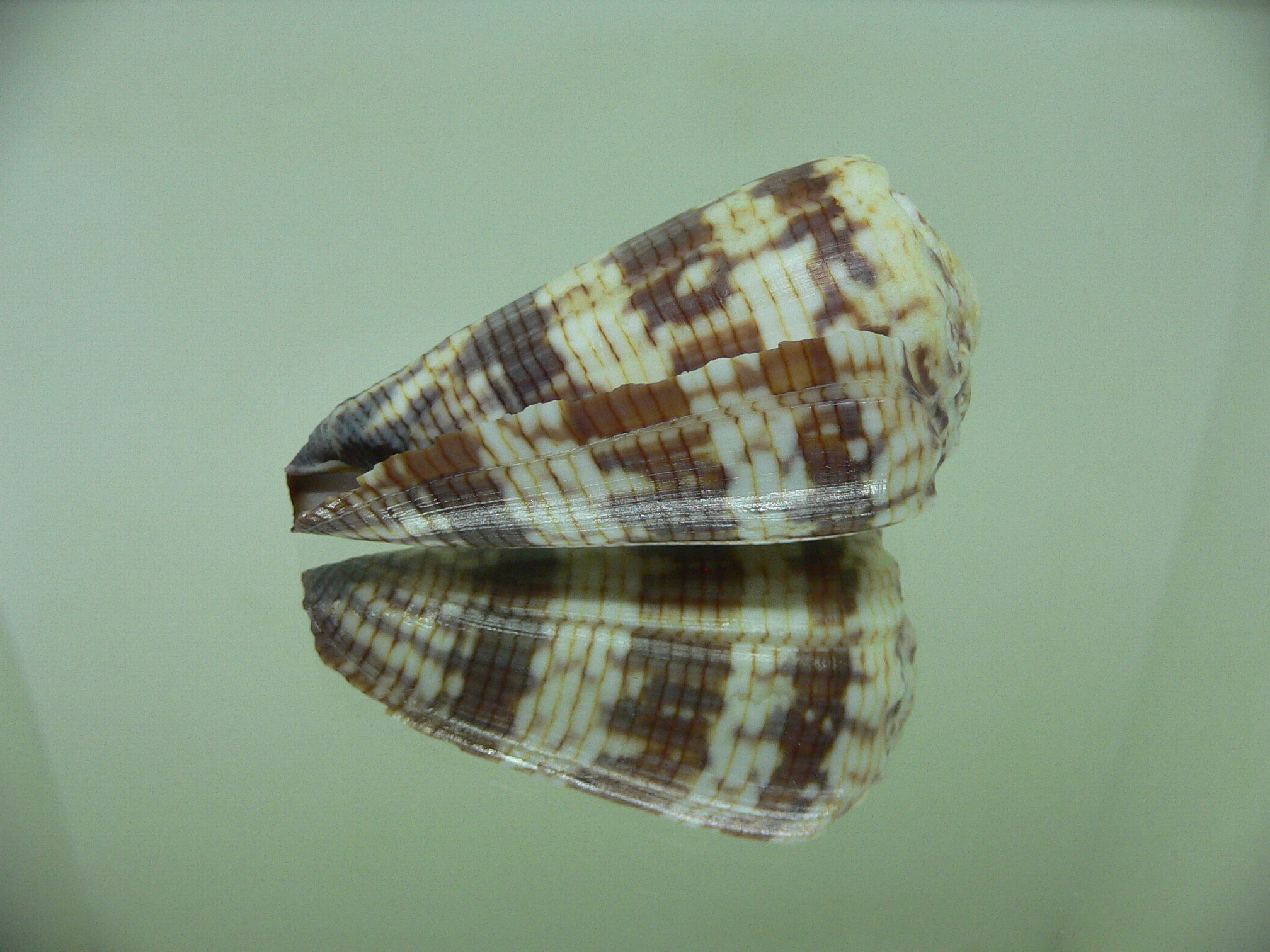 Conus zonatus