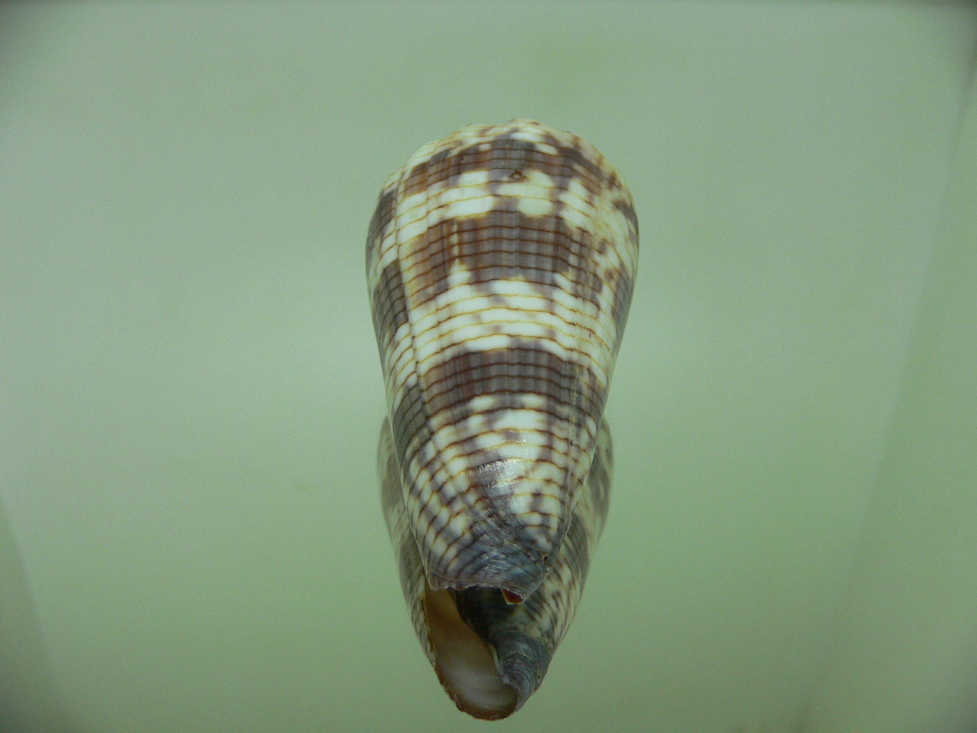 Conus zonatus