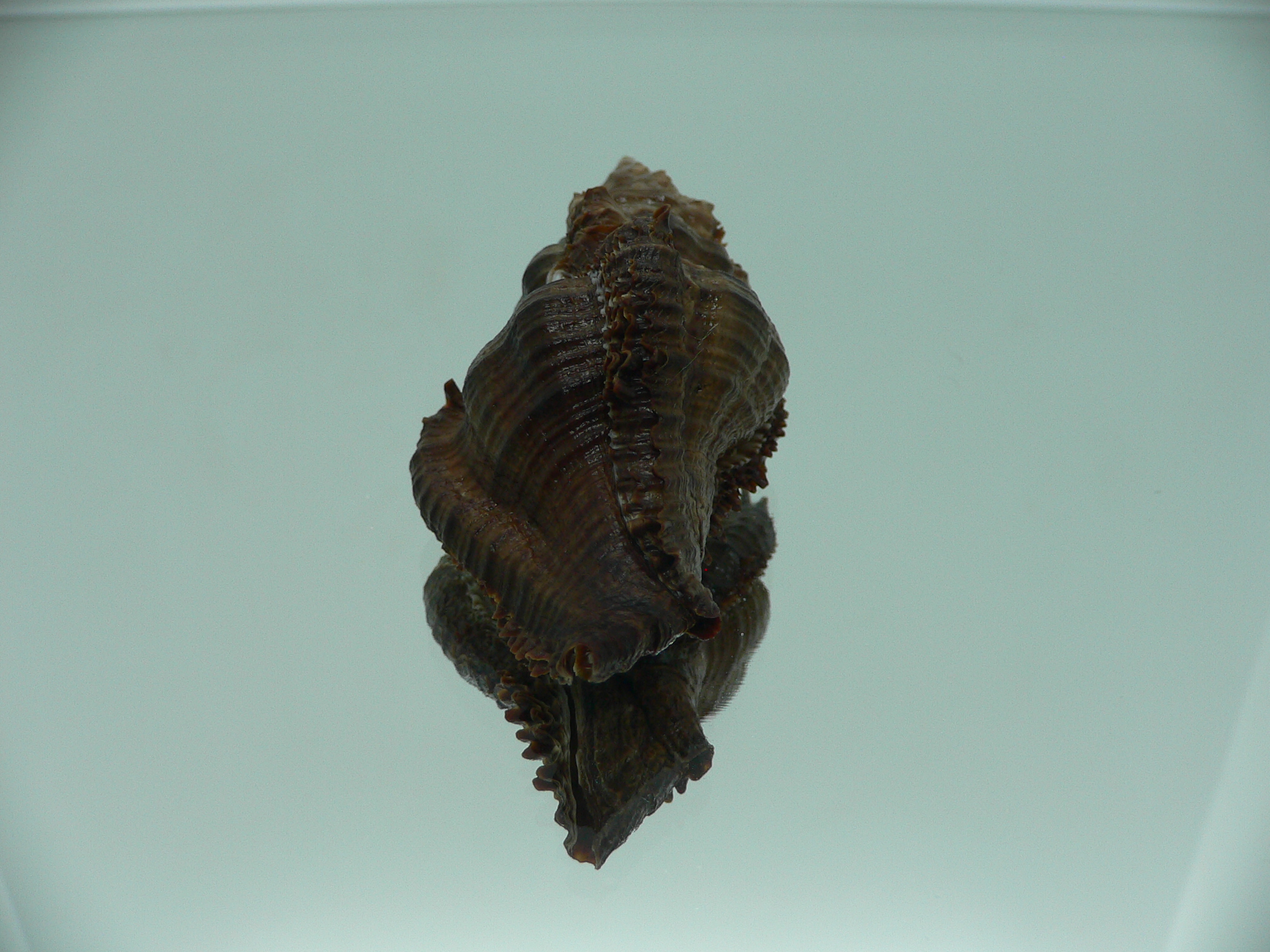 Chicoreus capucinus SUPER DARK