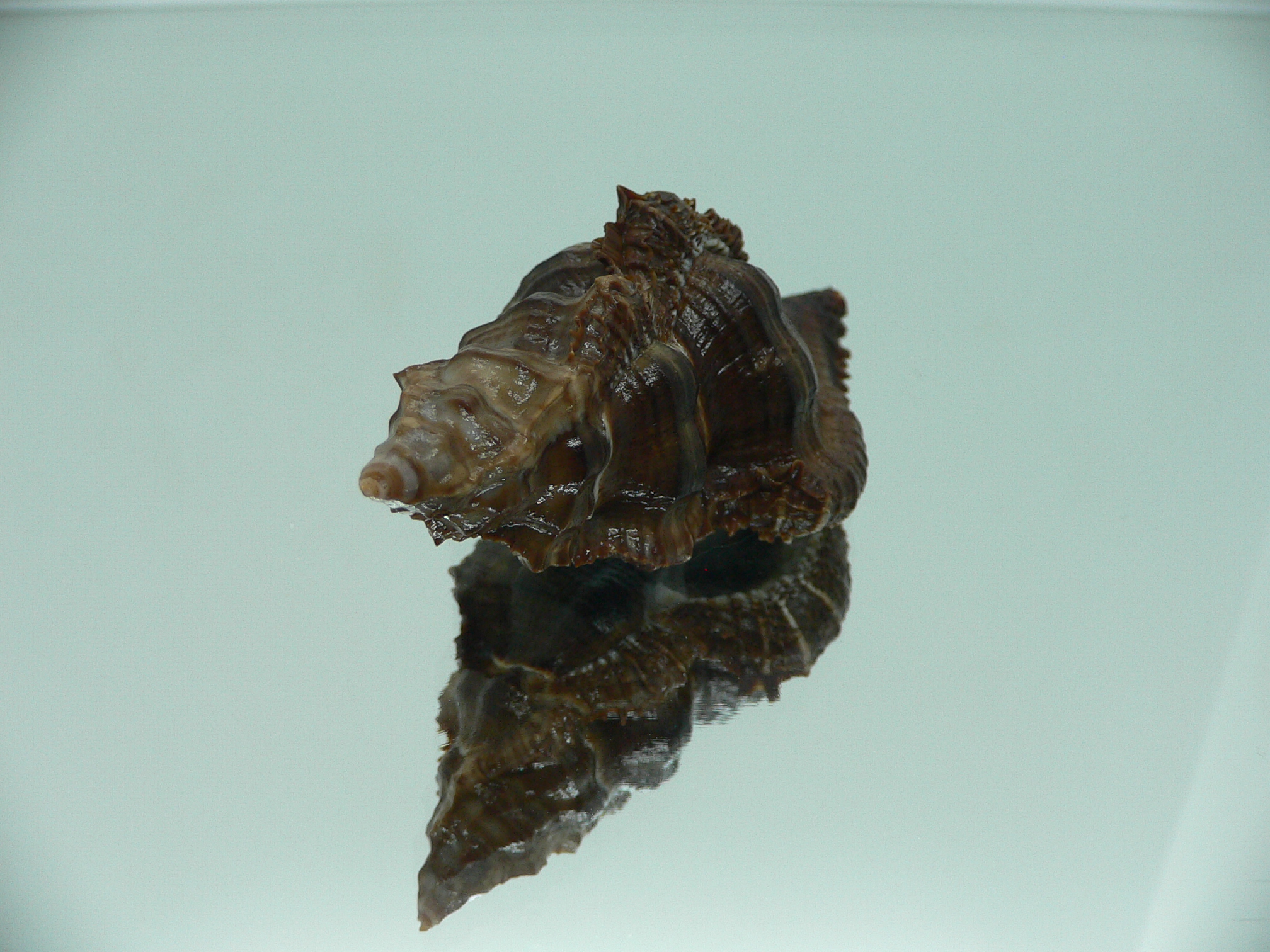 Chicoreus capucinus SUPER DARK