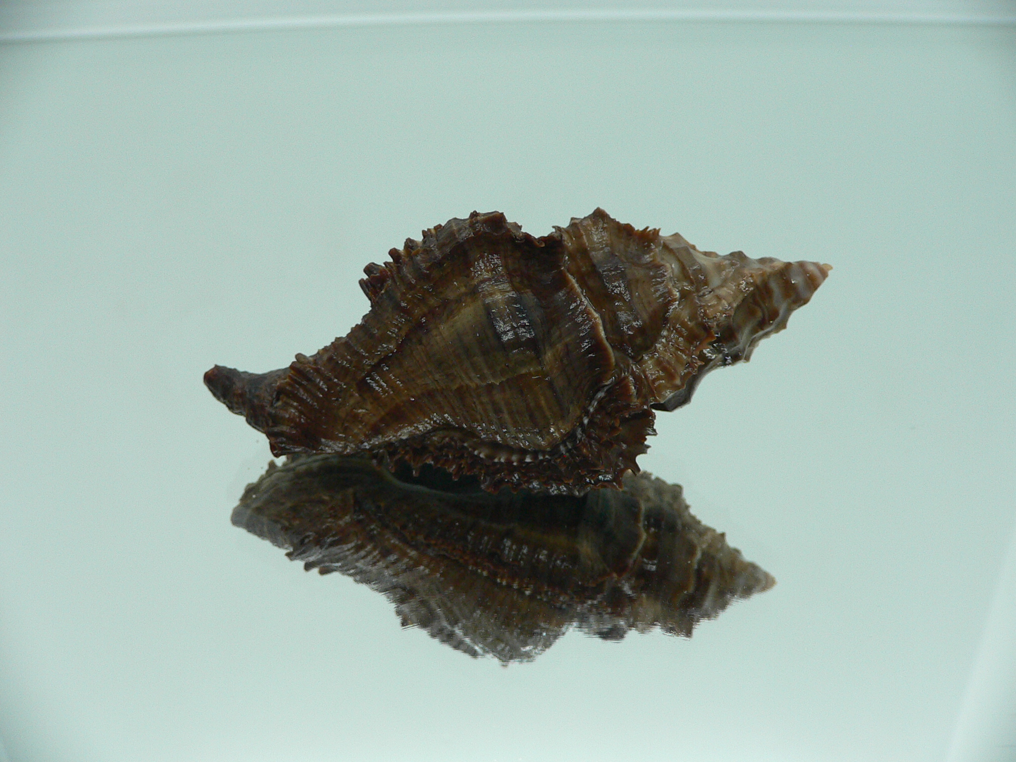 Chicoreus capucinus SUPER DARK