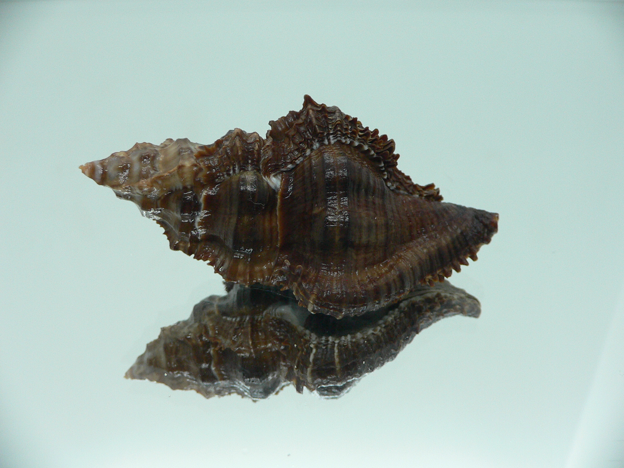 Chicoreus capucinus SUPER DARK