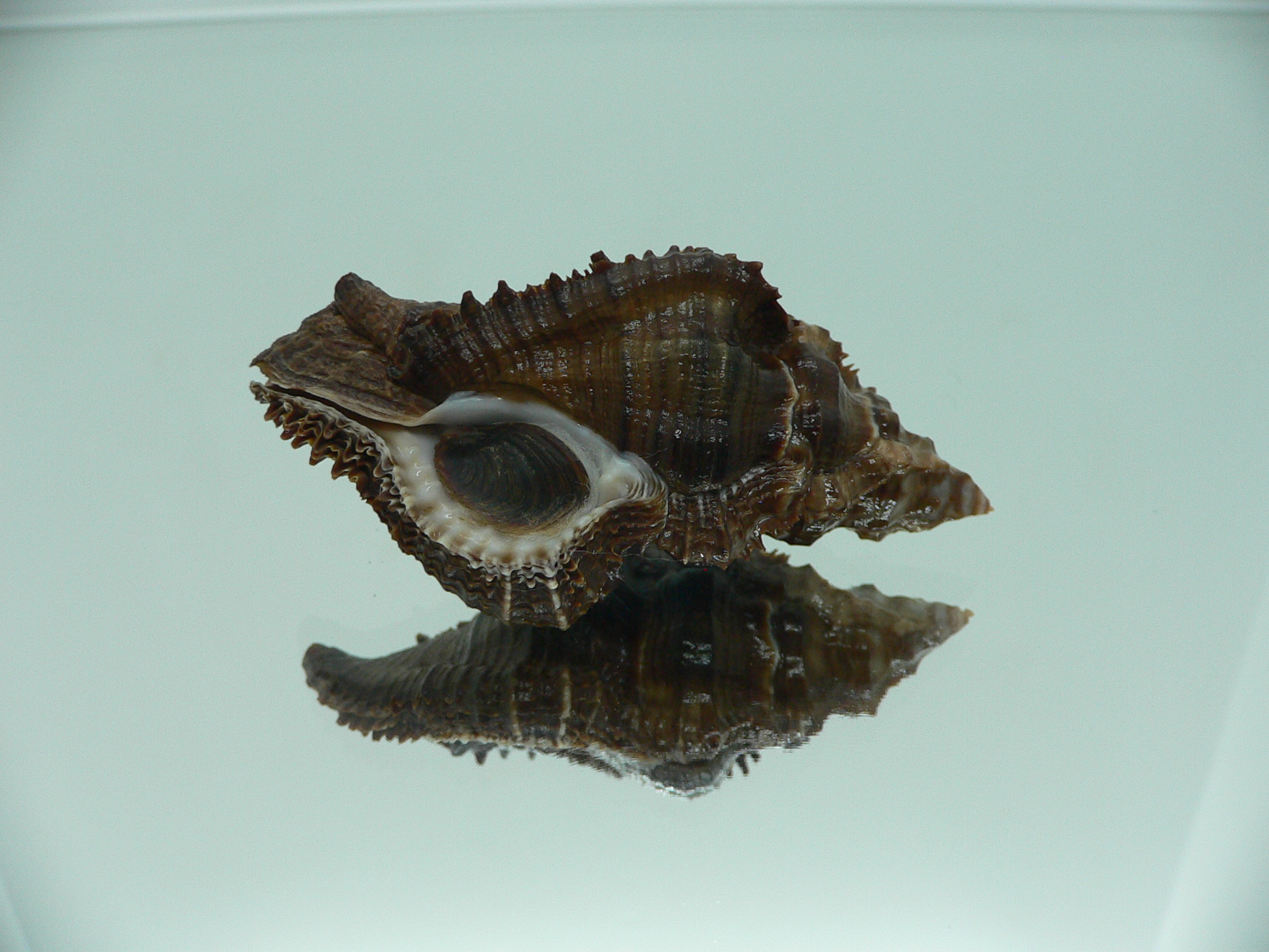 Chicoreus capucinus SUPER DARK
