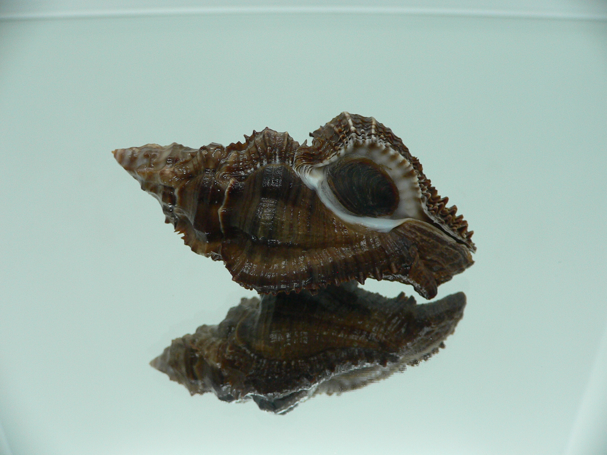 Chicoreus capucinus SUPER DARK