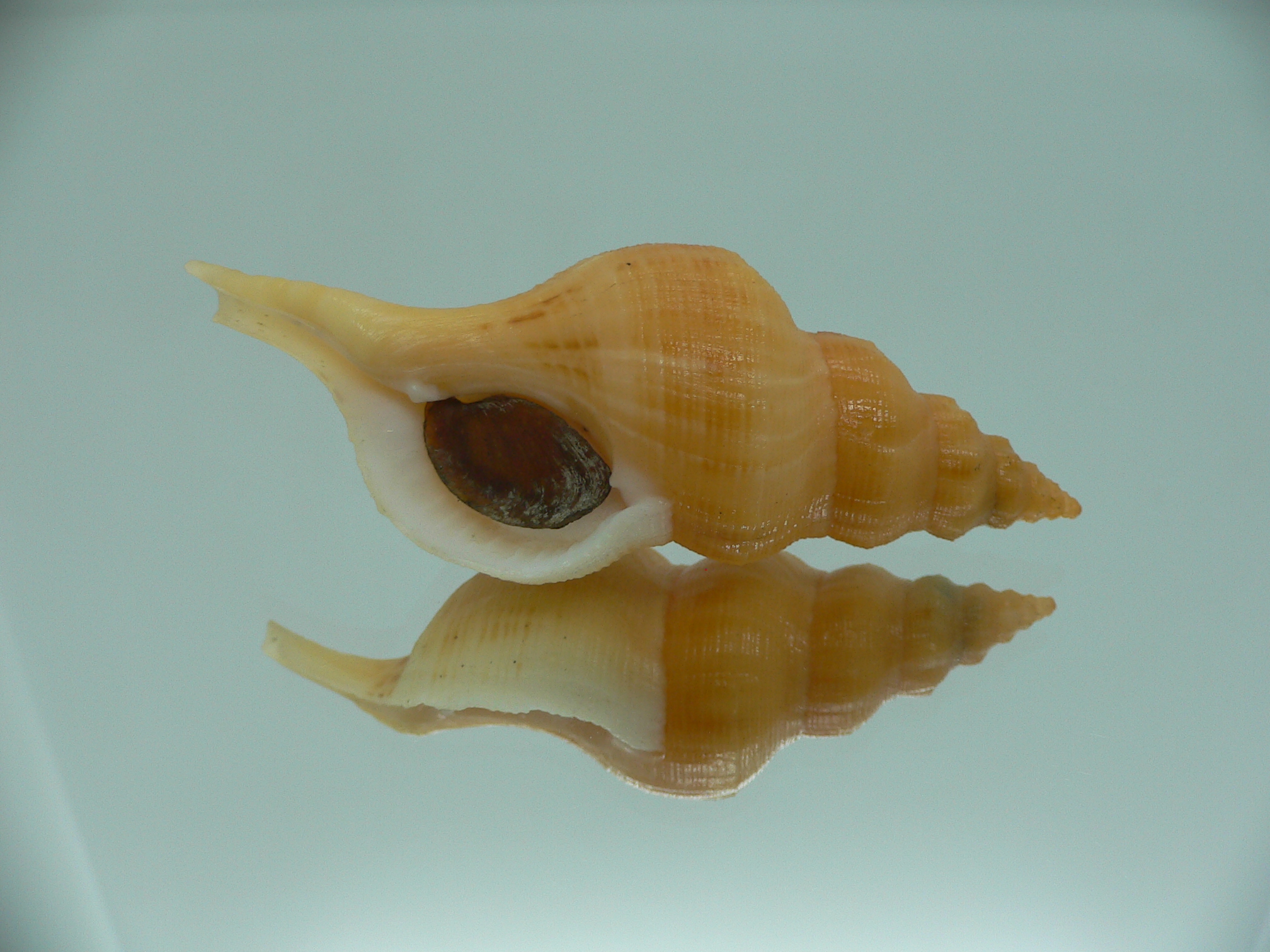 Siphonofusus lubricus VERY BIG & ORANGE