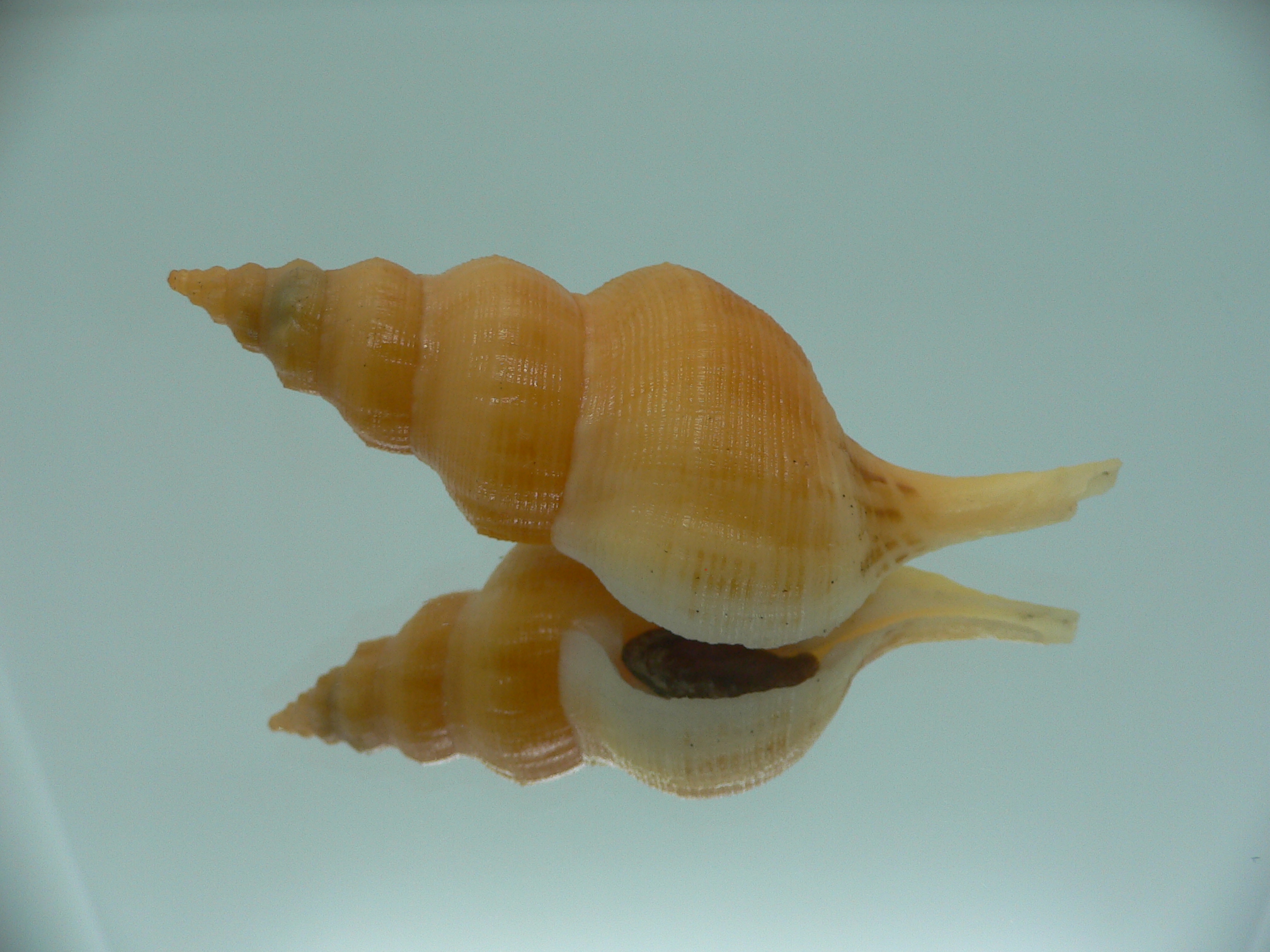 Siphonofusus lubricus VERY BIG & ORANGE