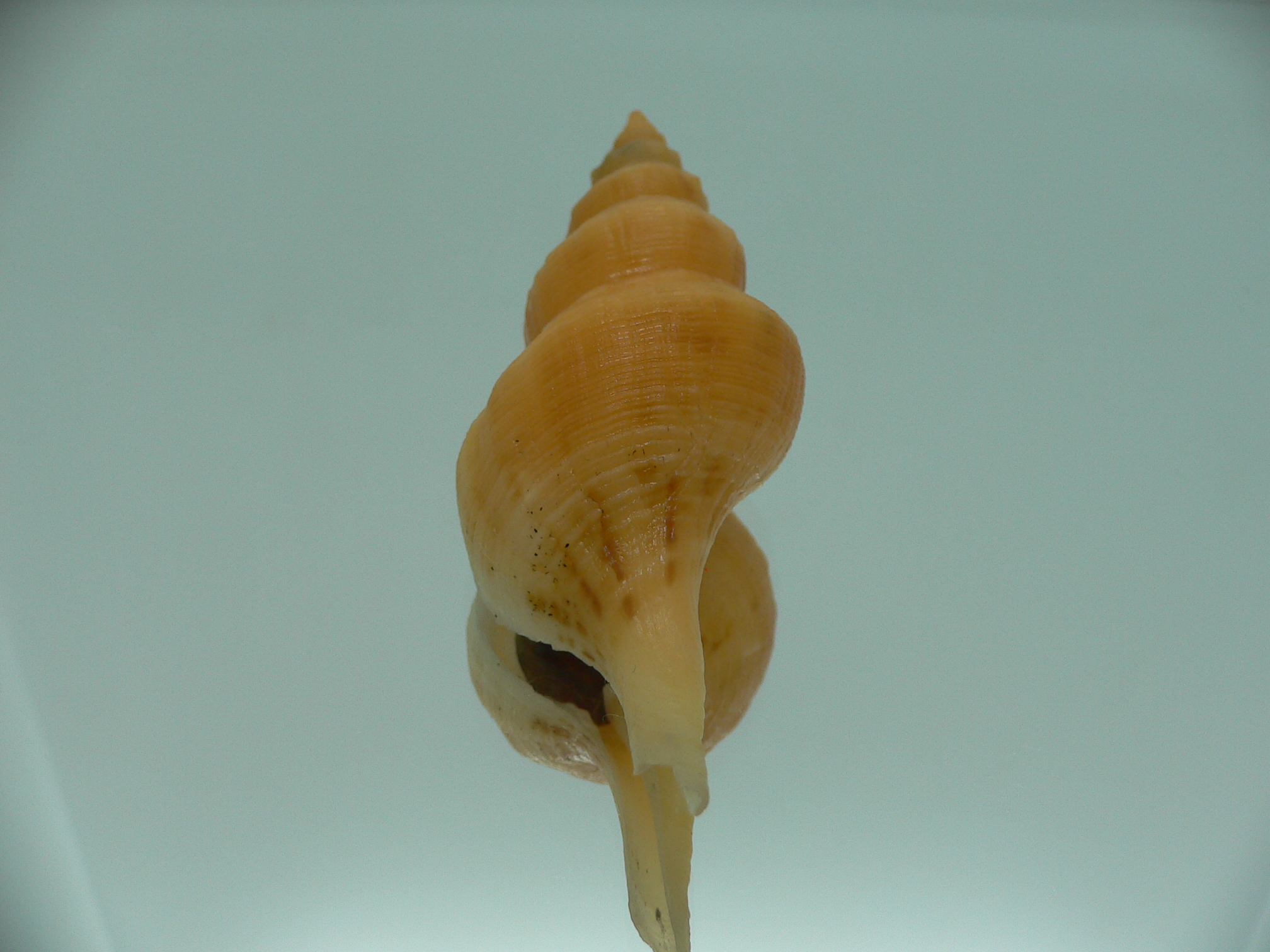 Siphonofusus lubricus VERY BIG & ORANGE