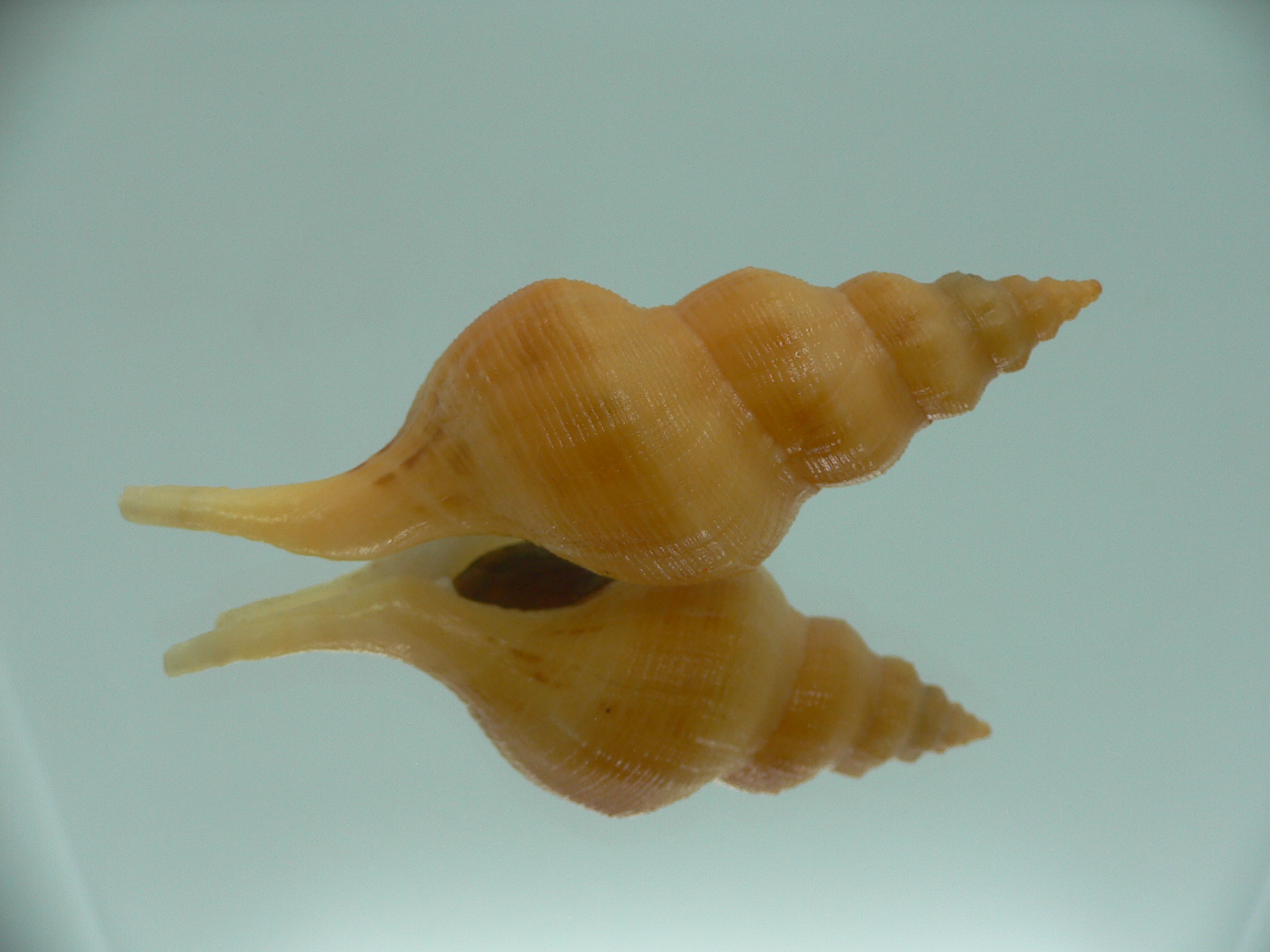 Siphonofusus lubricus VERY BIG & ORANGE