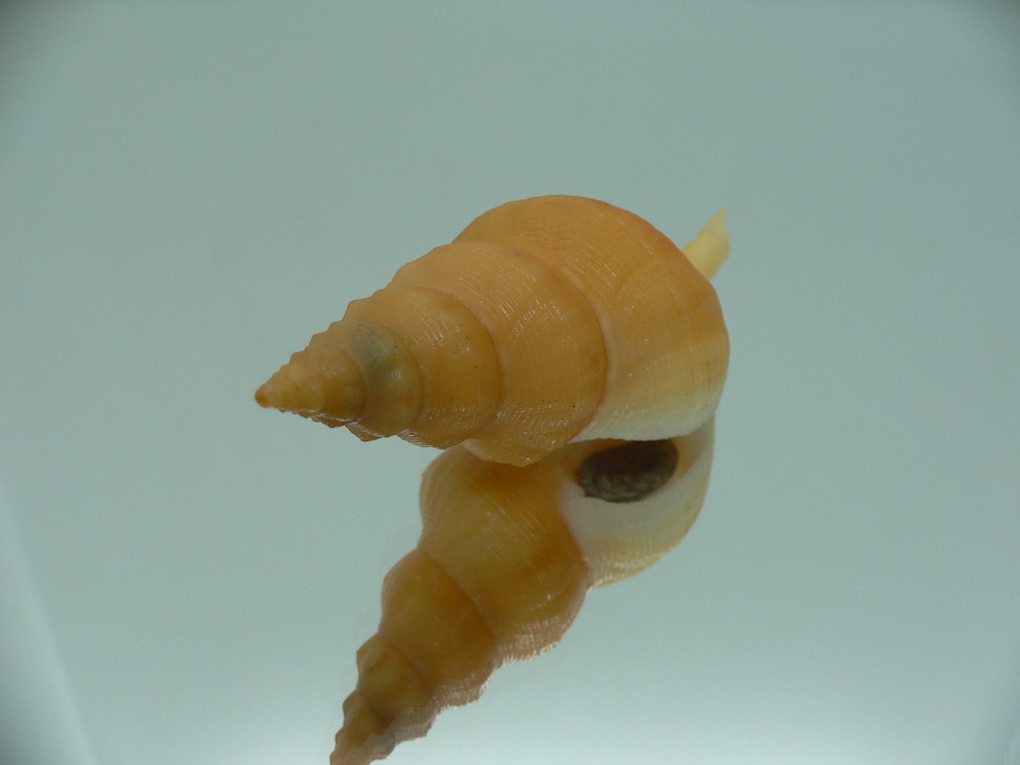 Siphonofusus lubricus VERY BIG & ORANGE