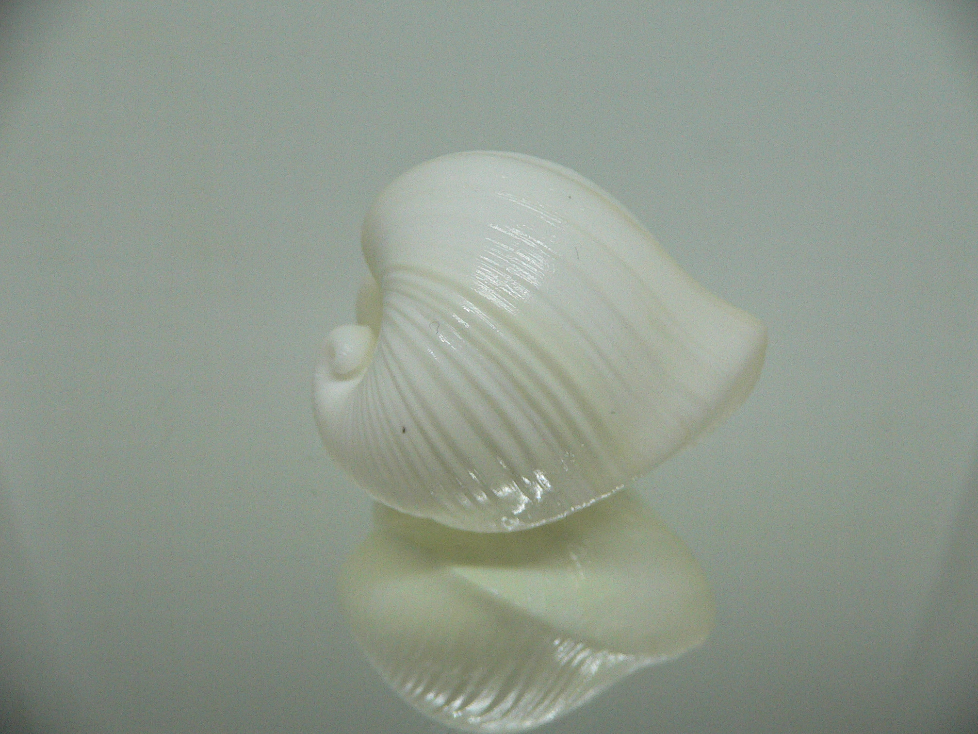 Meiocardia cumingi SUPER & RELIEF