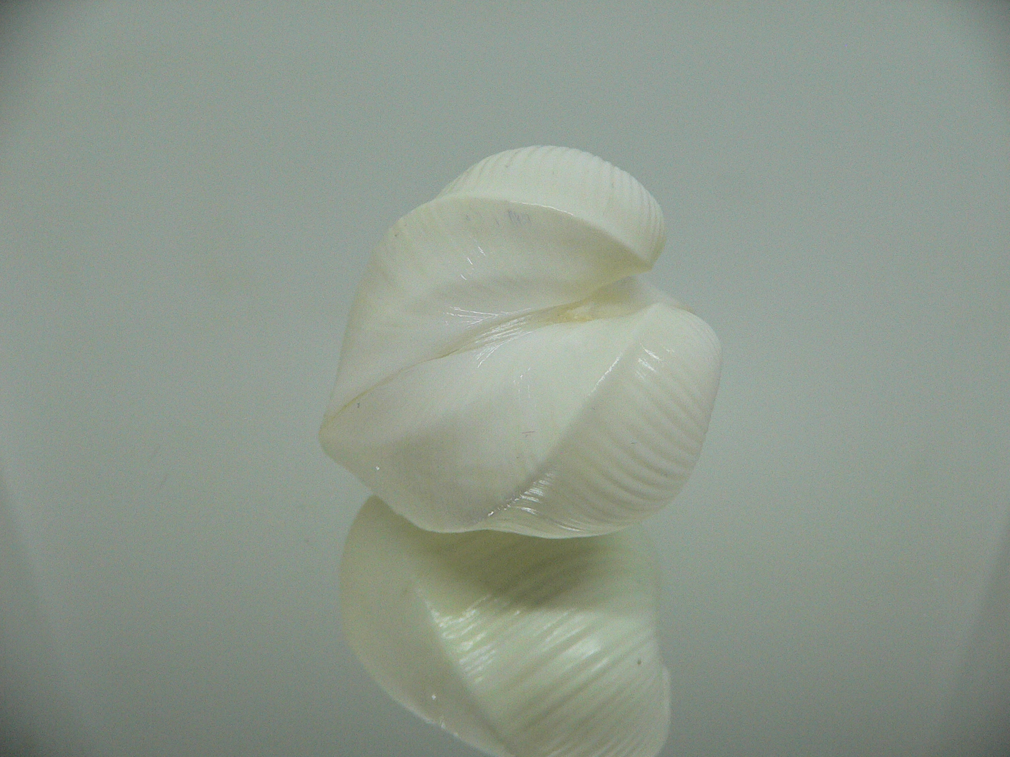 Meiocardia cumingi SUPER & RELIEF