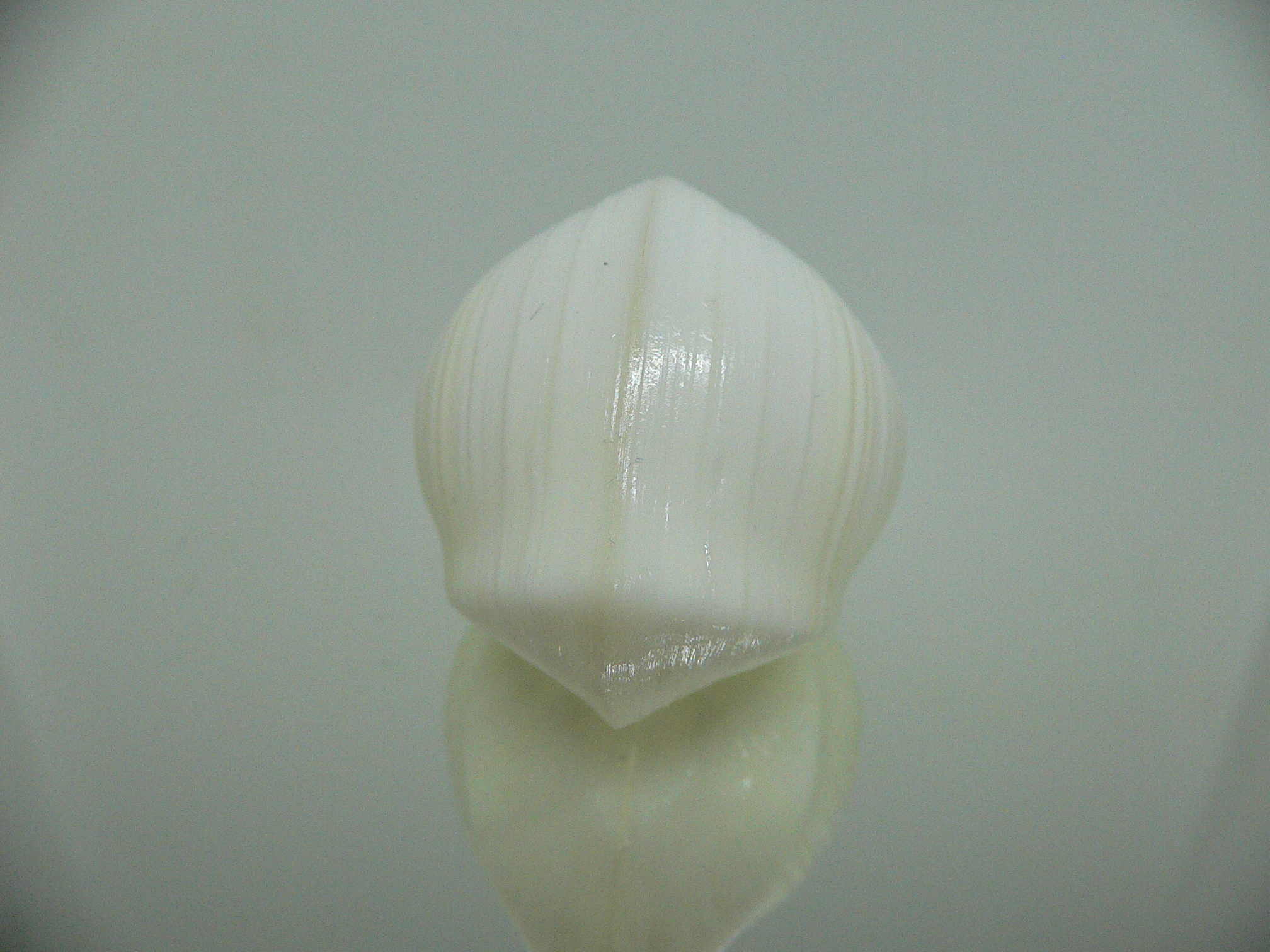 Meiocardia cumingi SUPER & RELIEF