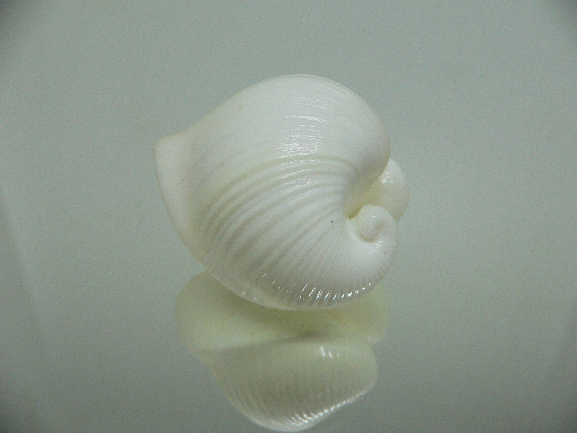 Meiocardia cumingi SUPER & RELIEF