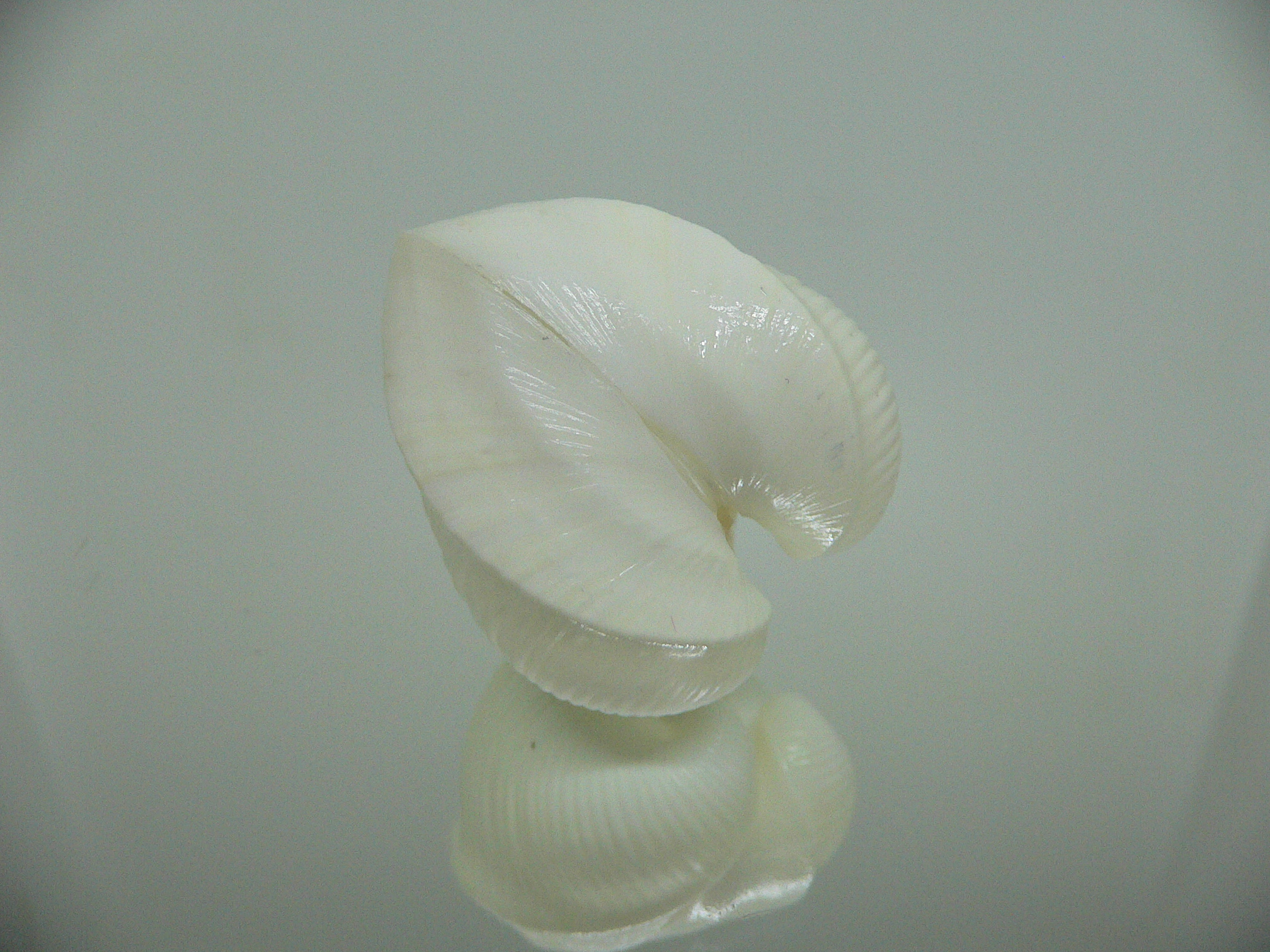 Meiocardia cumingi SUPER & RELIEF