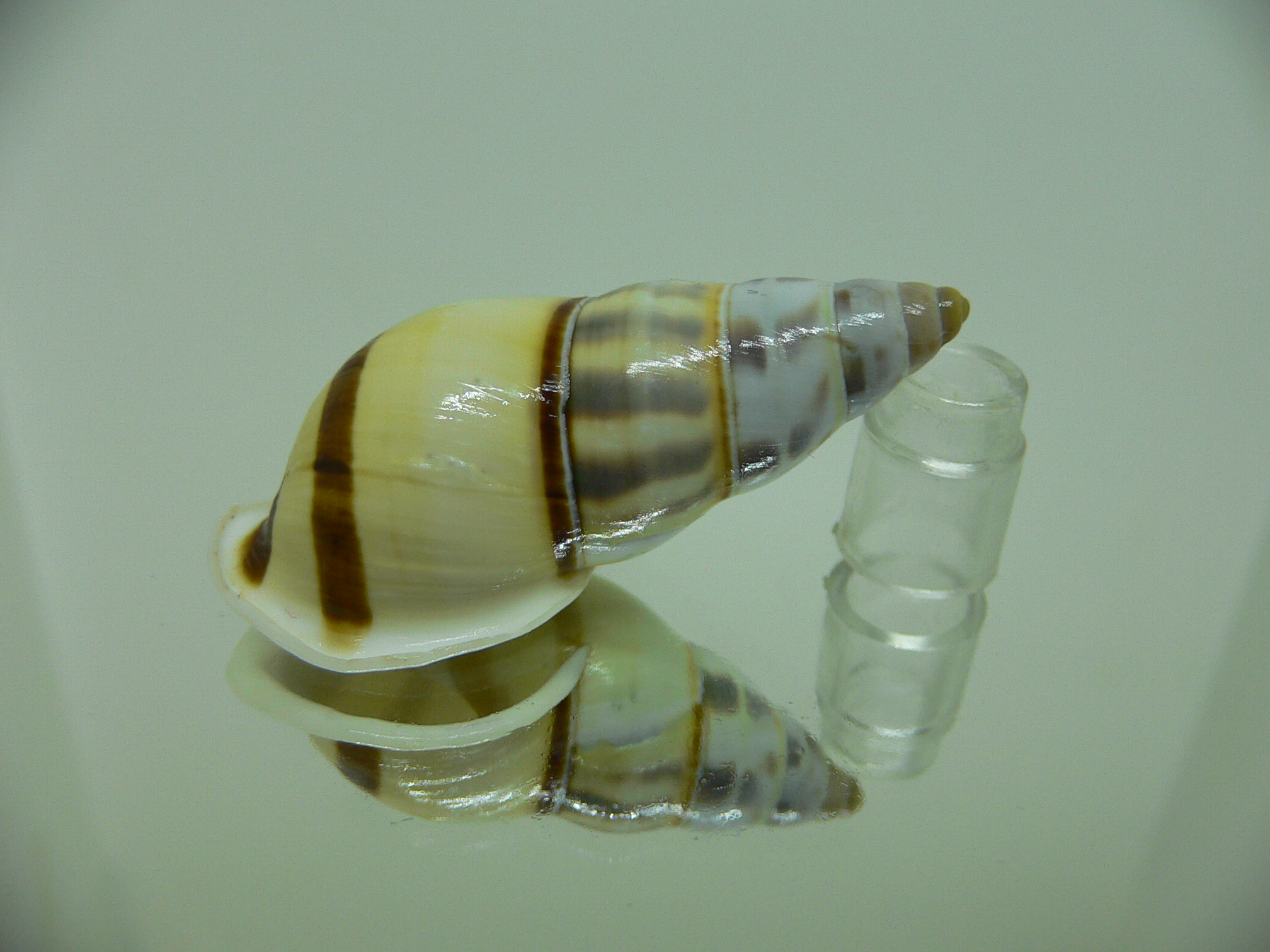 Amphidromus contrarius hanieli GIANT & YELLOW