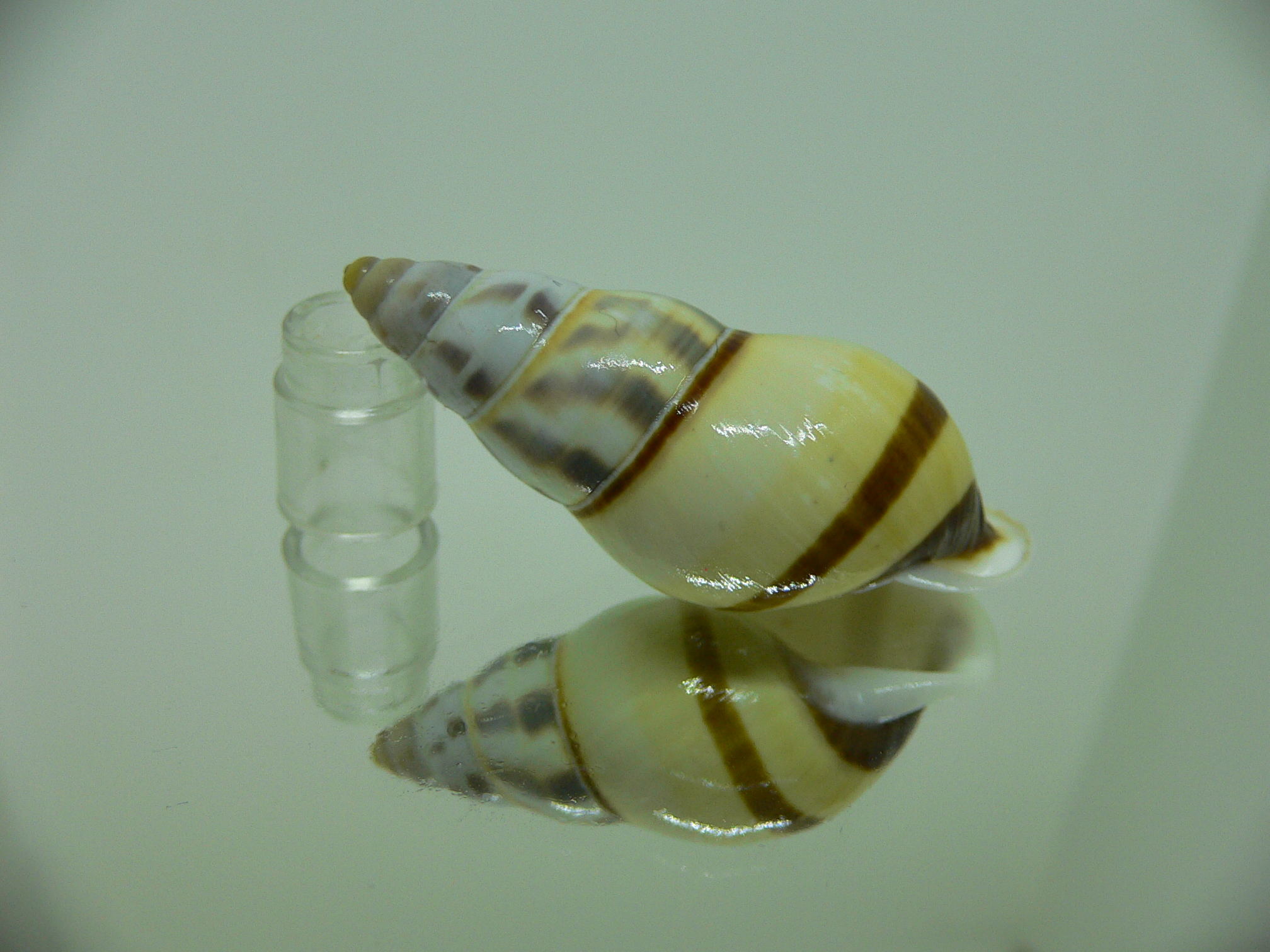 Amphidromus contrarius hanieli GIANT & YELLOW