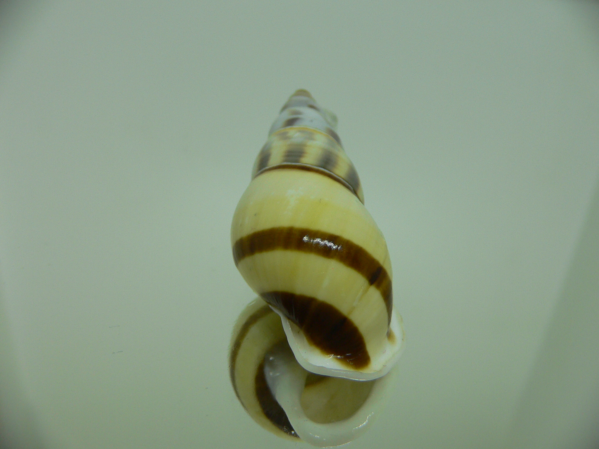 Amphidromus contrarius hanieli GIANT & YELLOW