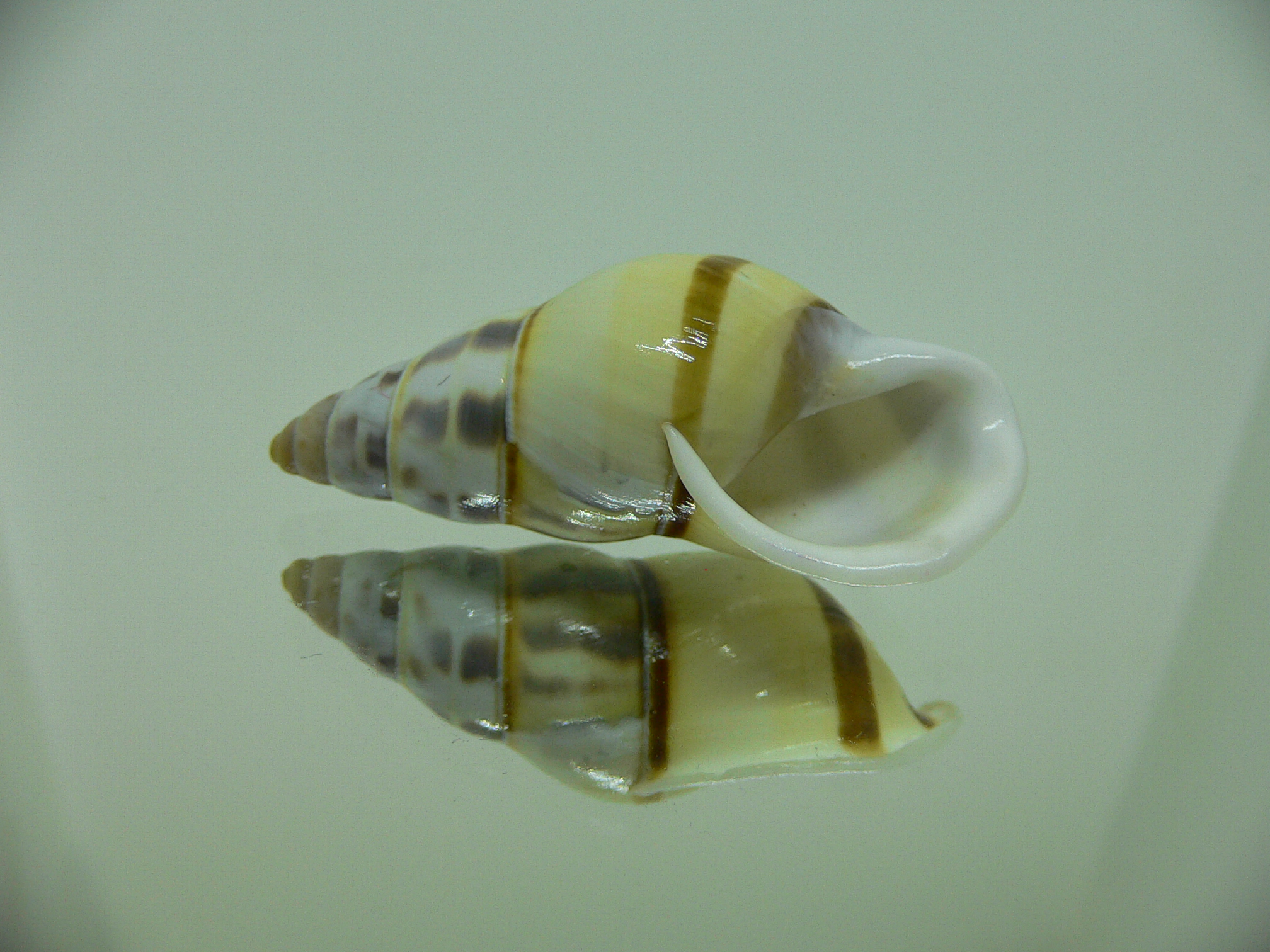 Amphidromus contrarius hanieli GIANT & YELLOW