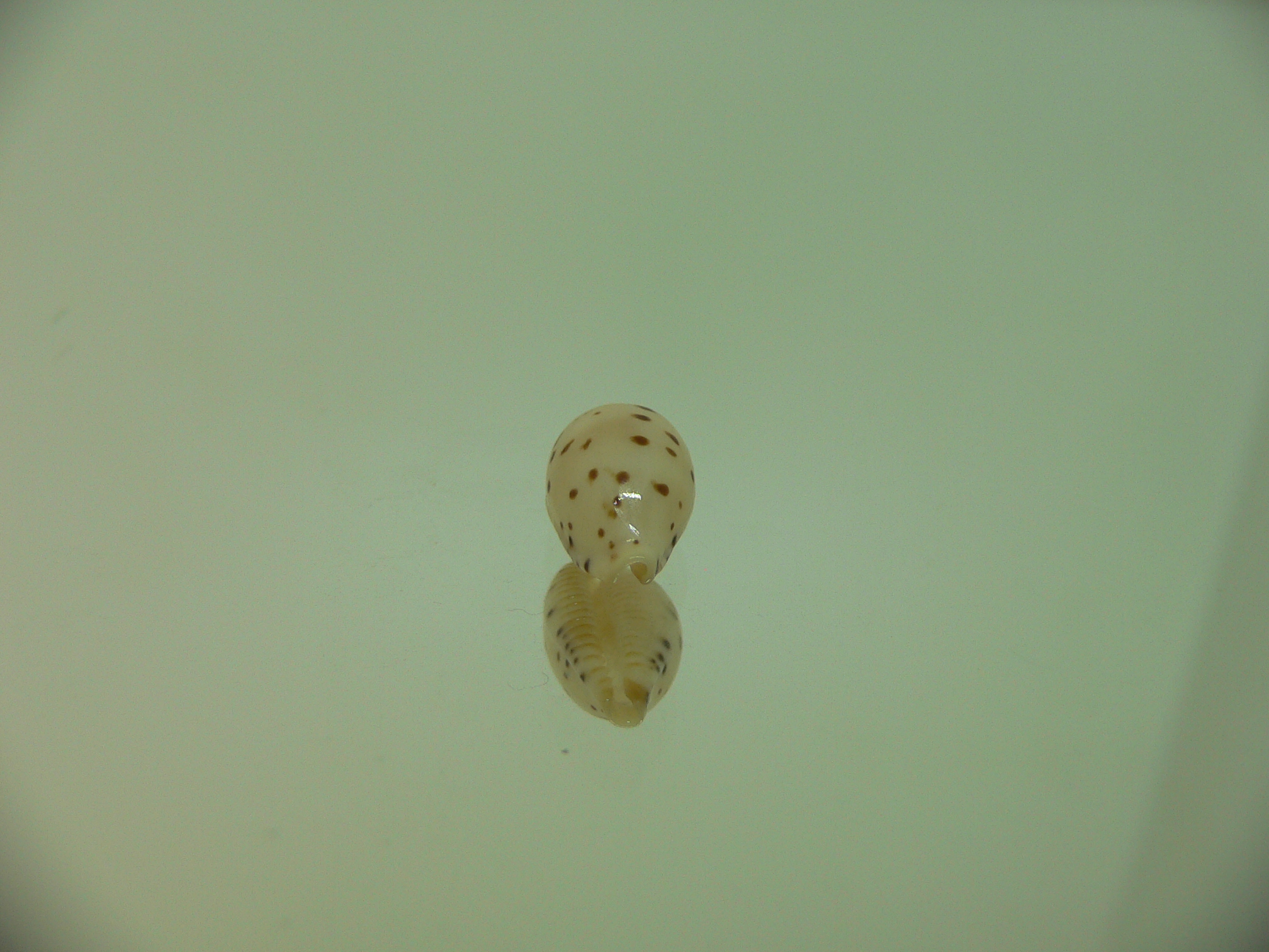Cypraea punctata SP. SUPER