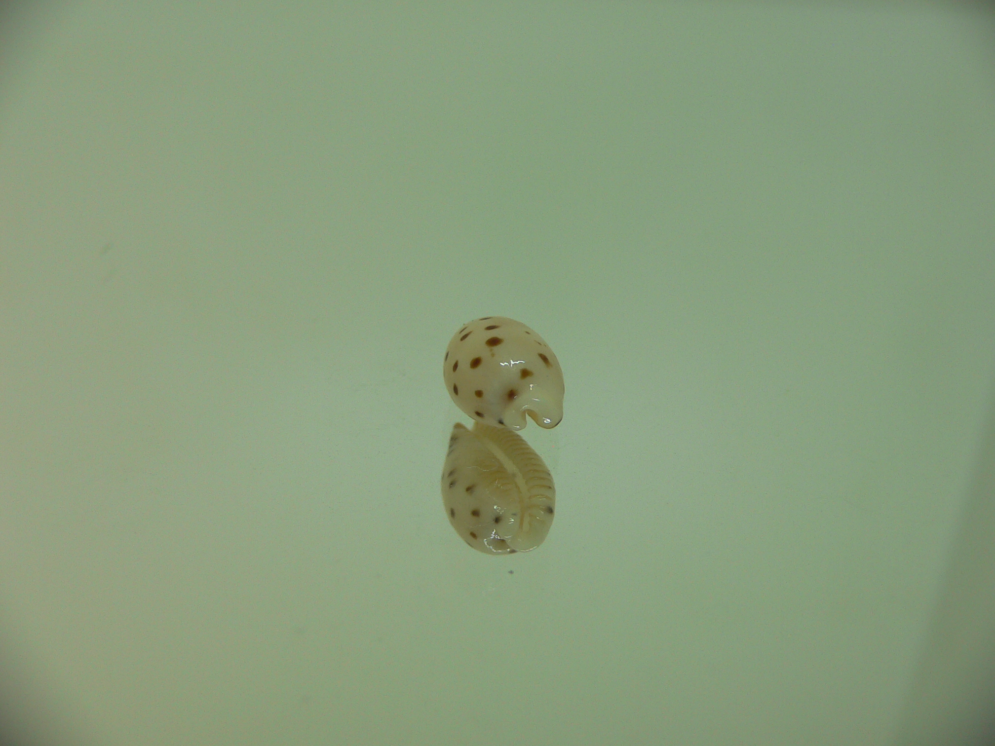 Cypraea punctata SP. SUPER