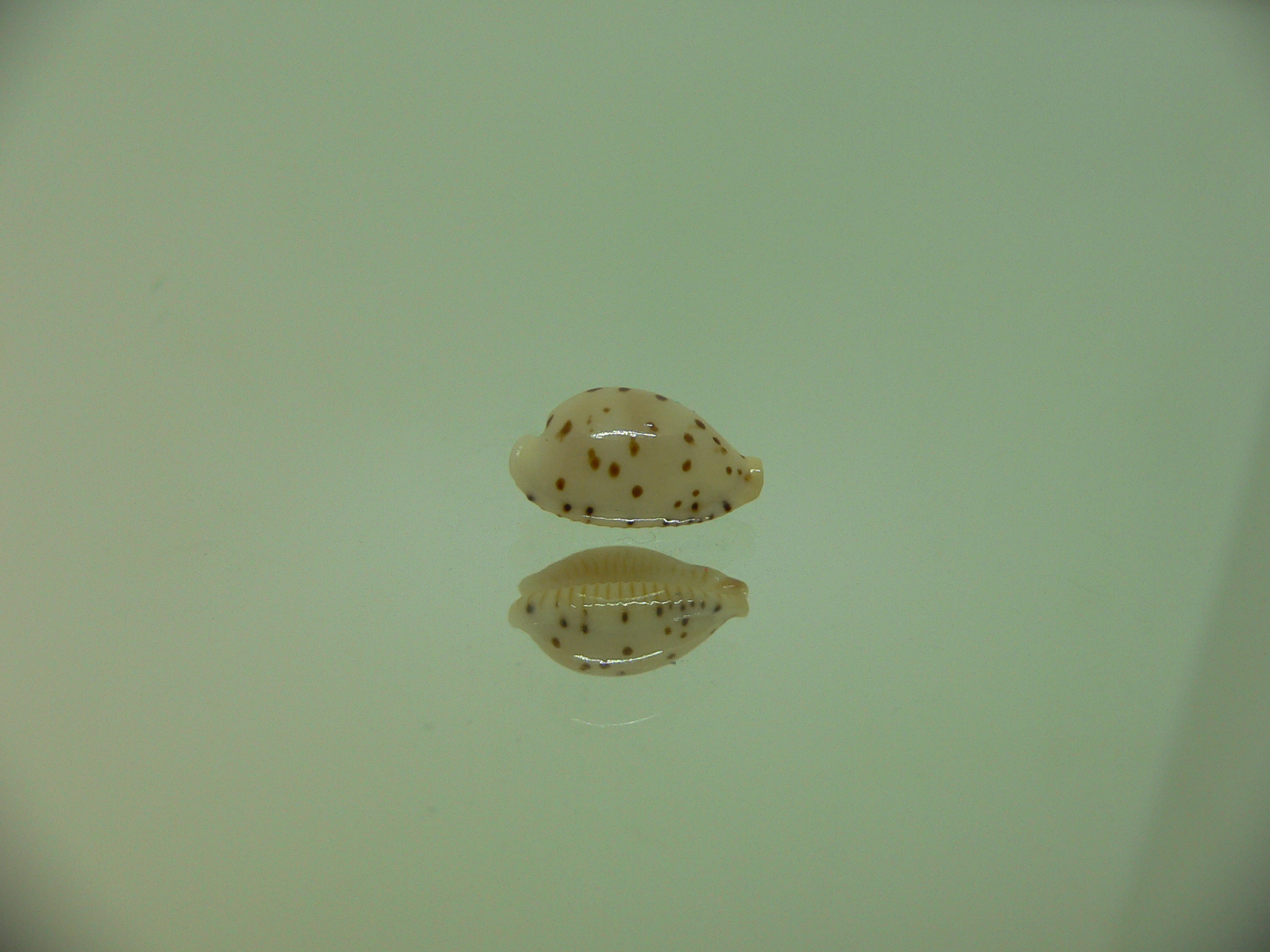 Cypraea punctata SP. SUPER