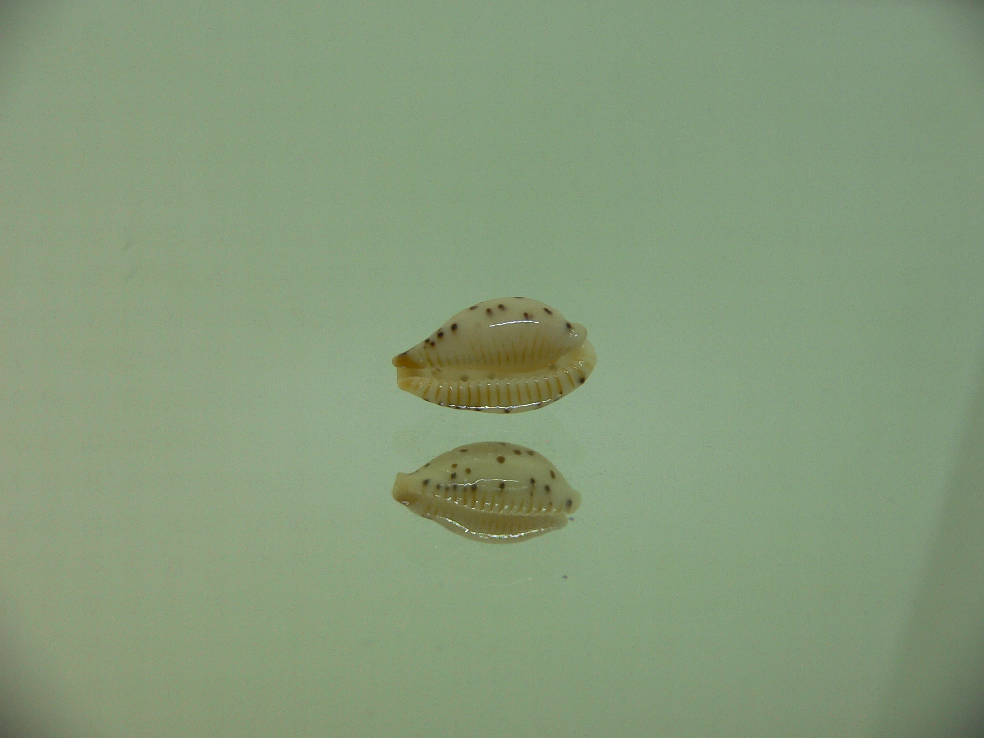 Cypraea punctata SP. SUPER