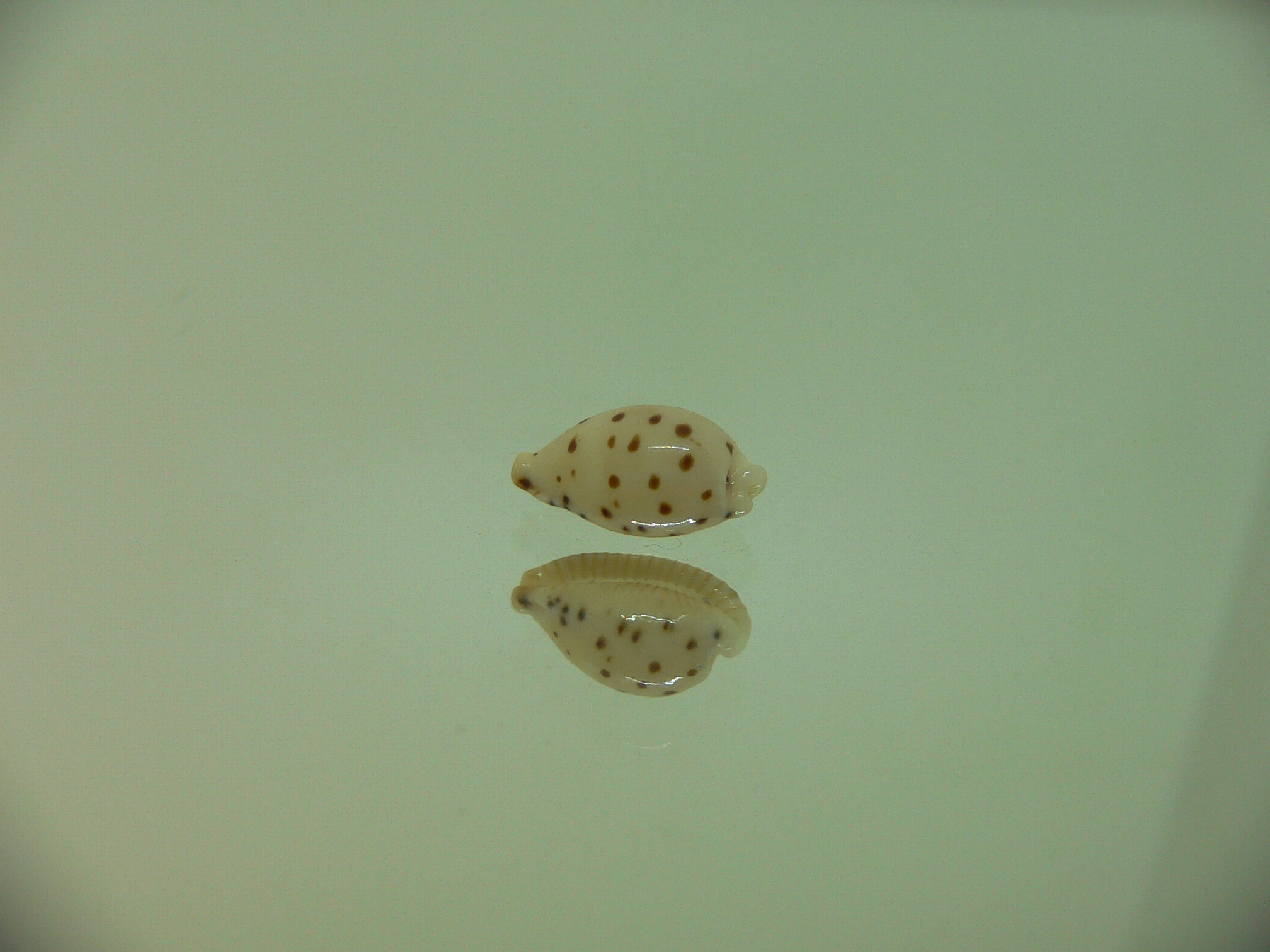 Cypraea punctata SP. SUPER