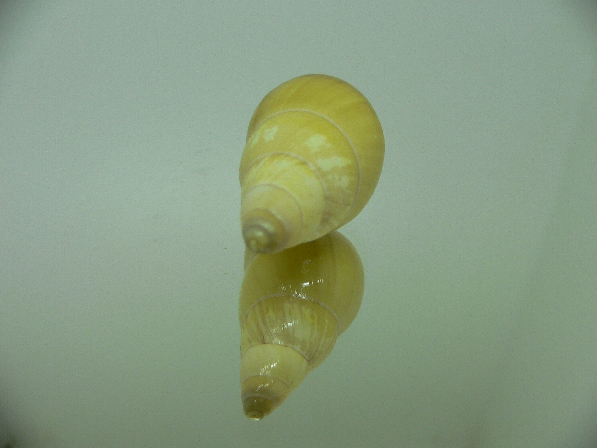 Amphidromus reflexilabris 2